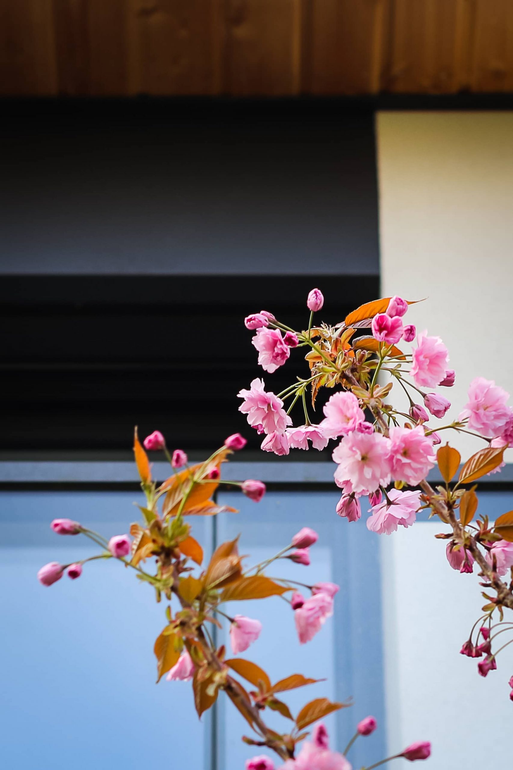 Bois-Guillaume espaces verts clôtures