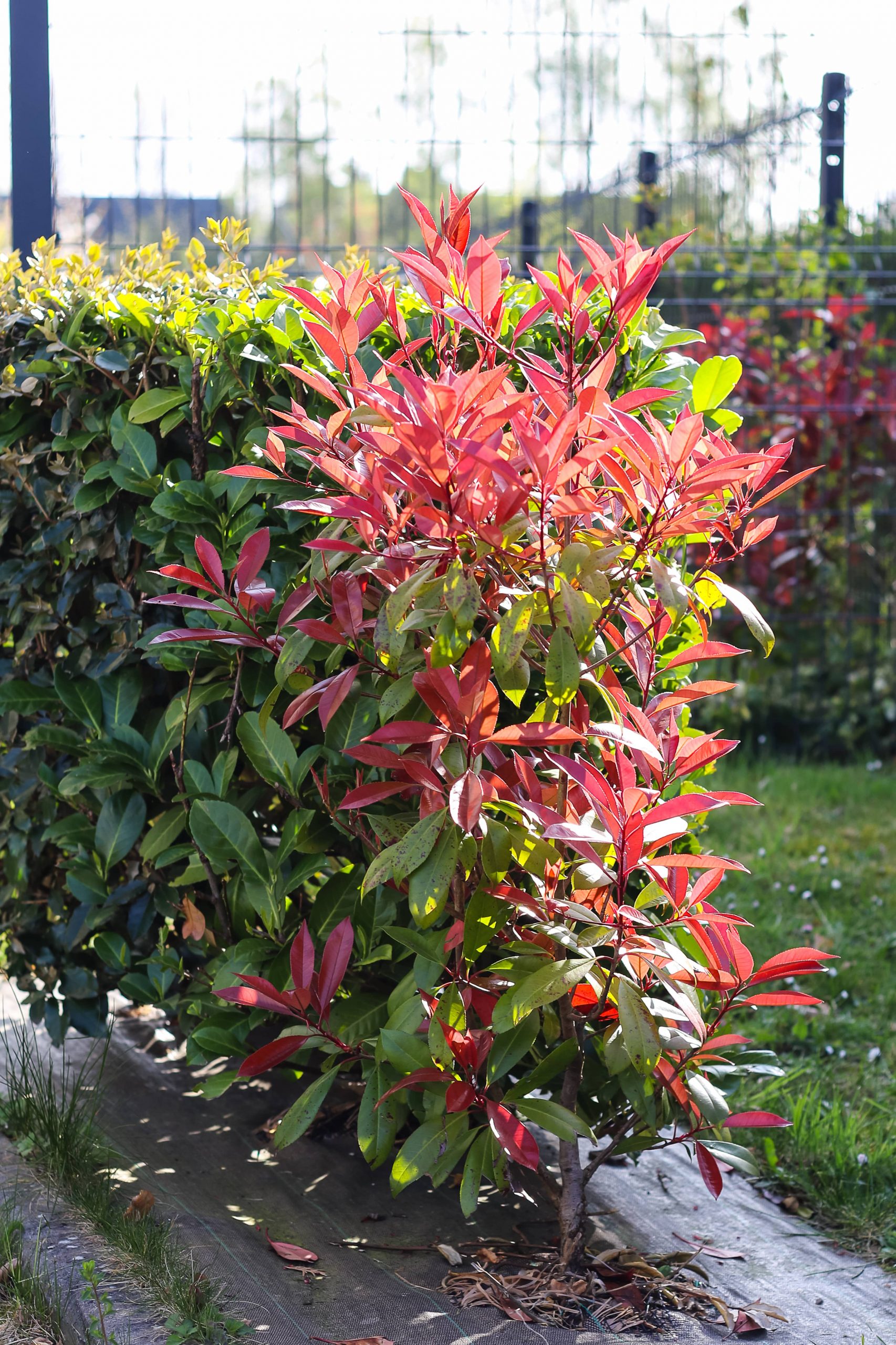 Bois-Guillaume espaces verts clôtures