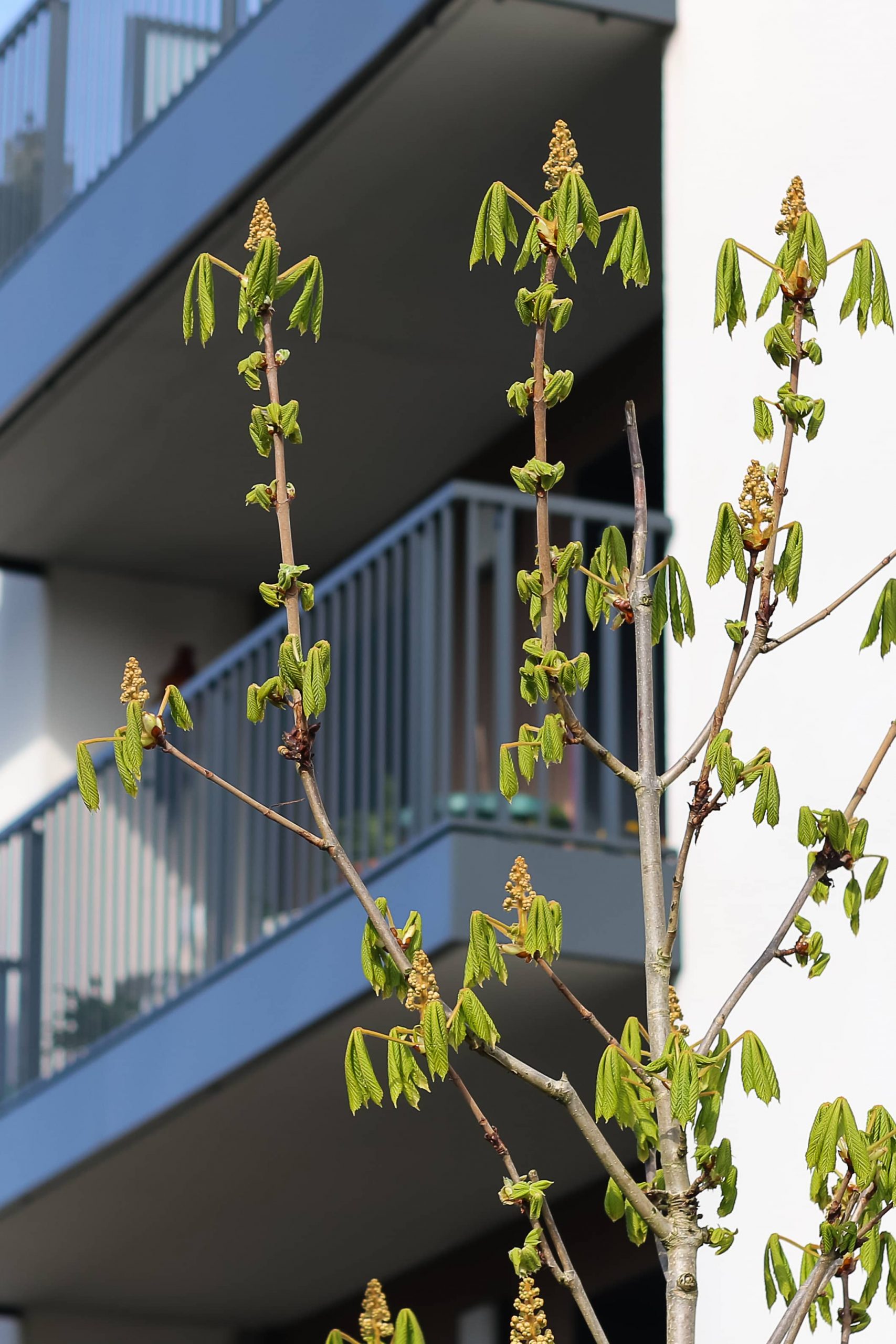Natura espaces verts