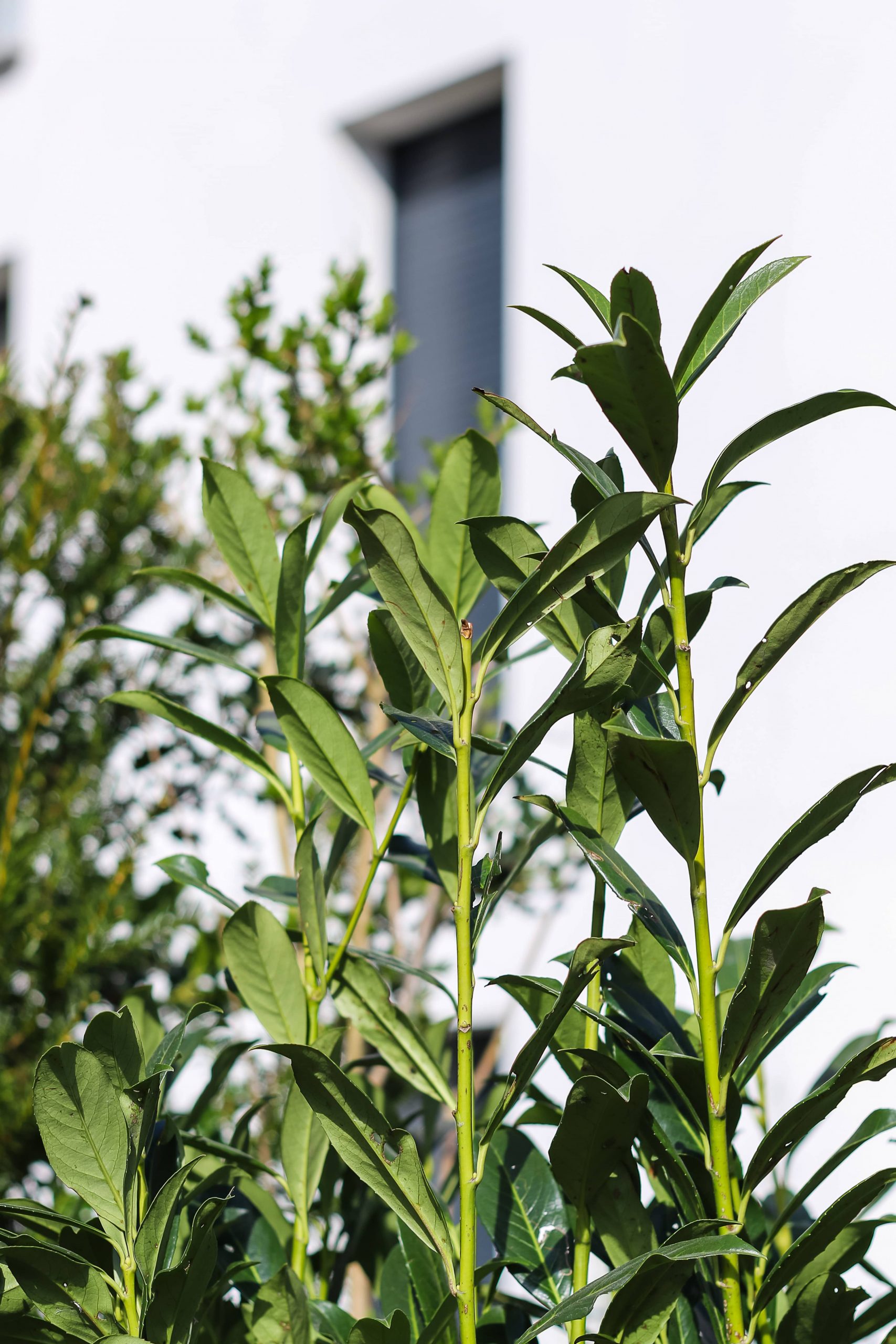 Natura espaces verts