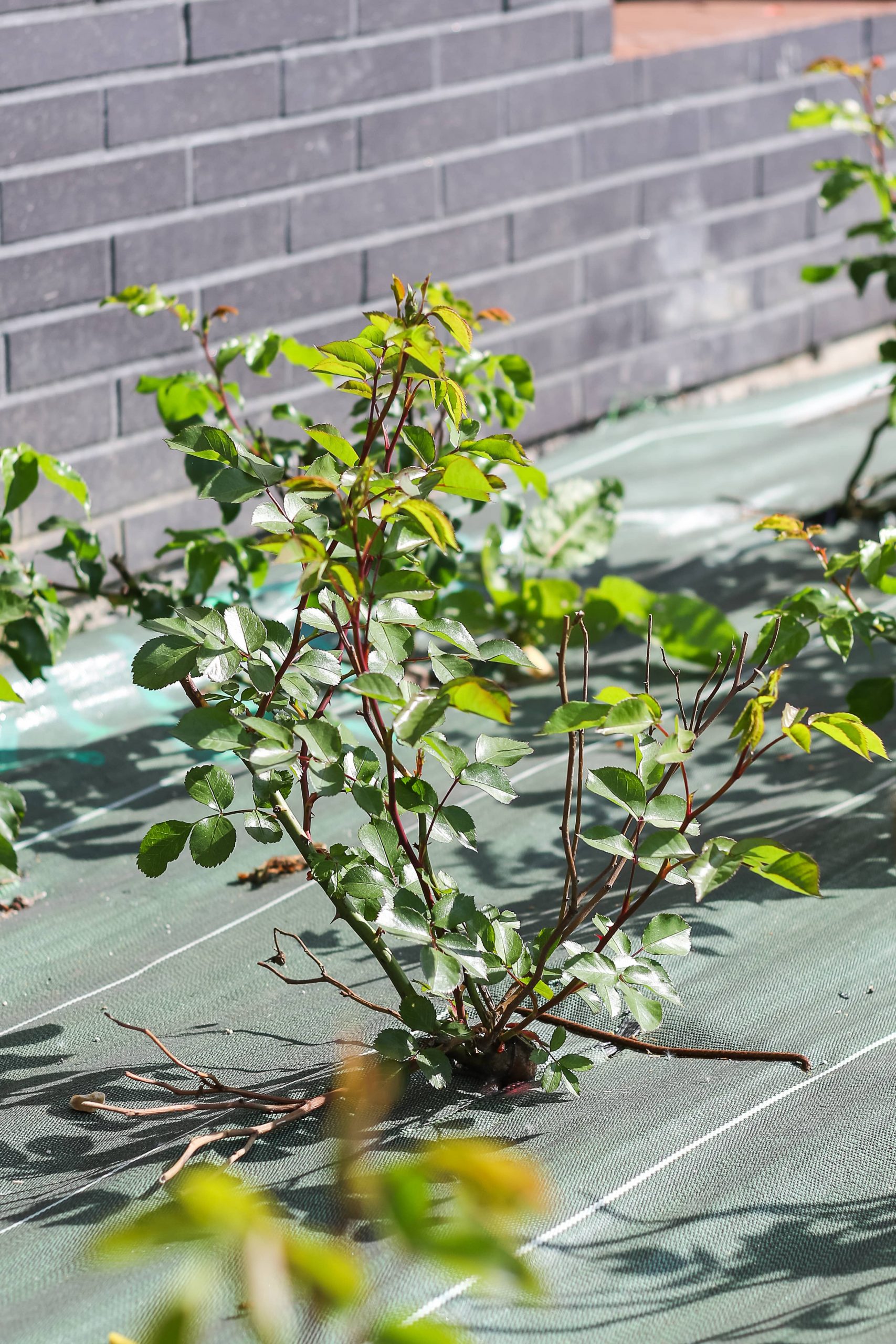 Maromme espaces verts