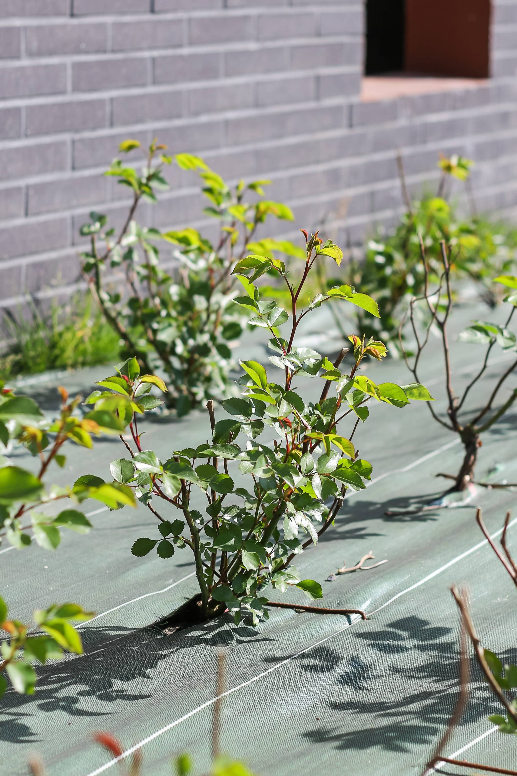 Maromme espaces verts