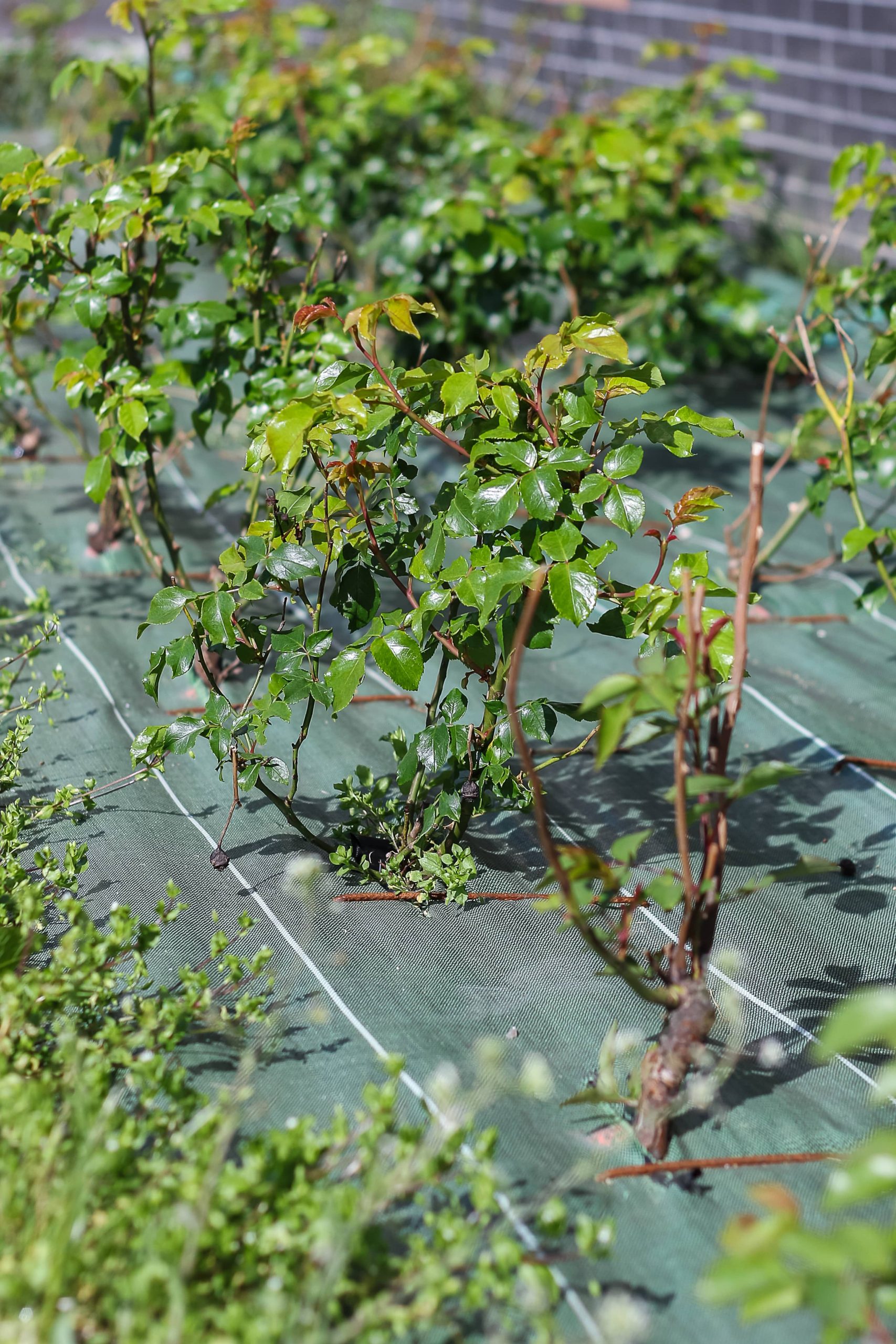 Maromme espaces verts