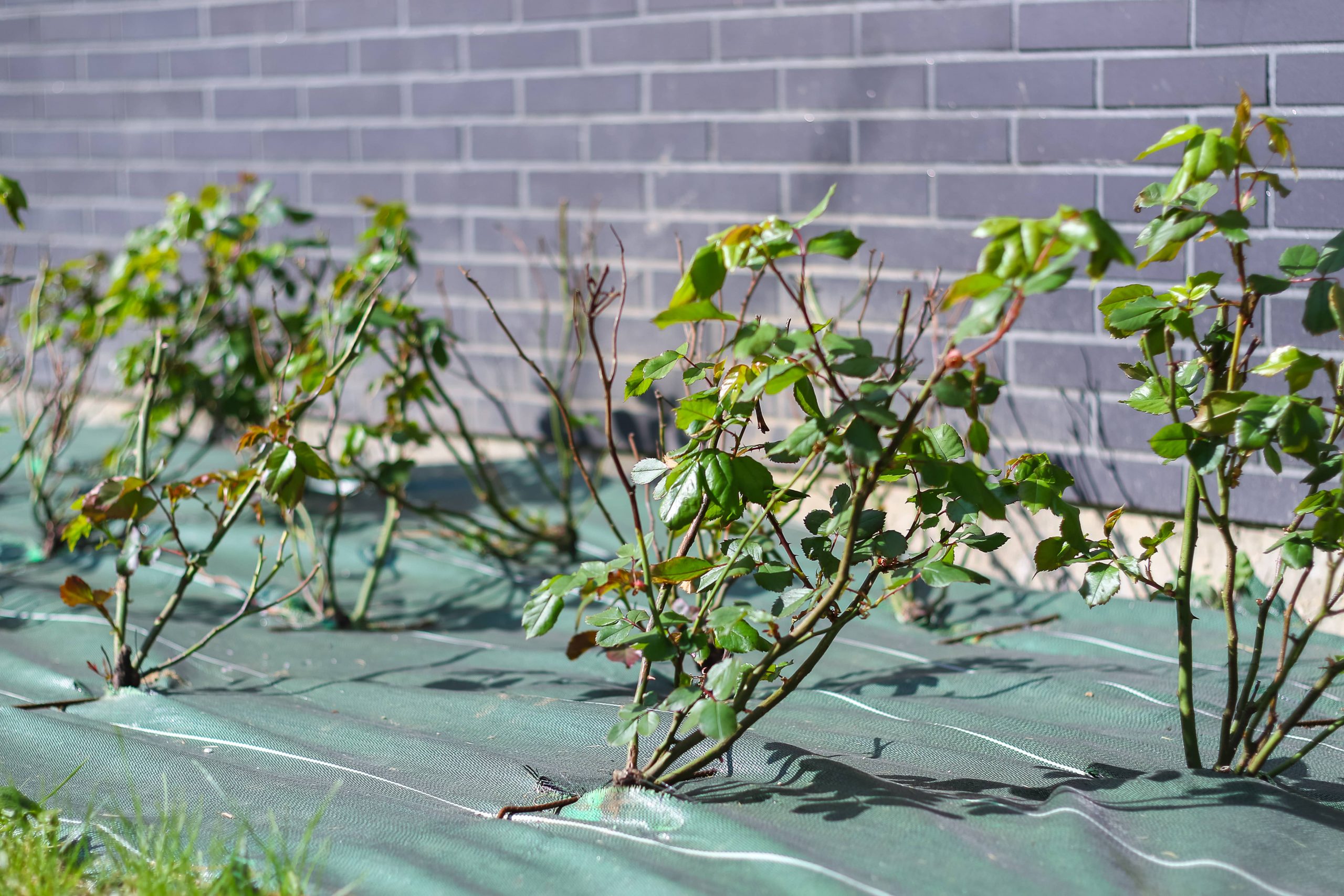 Maromme espaces verts