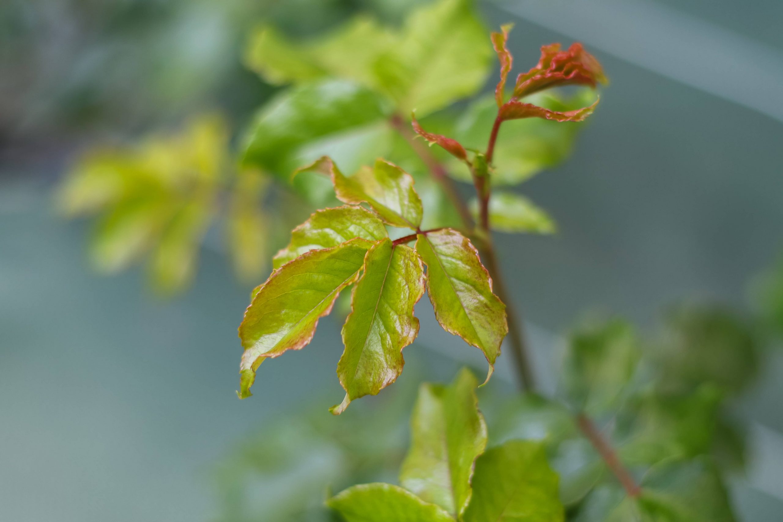 Maromme espaces verts