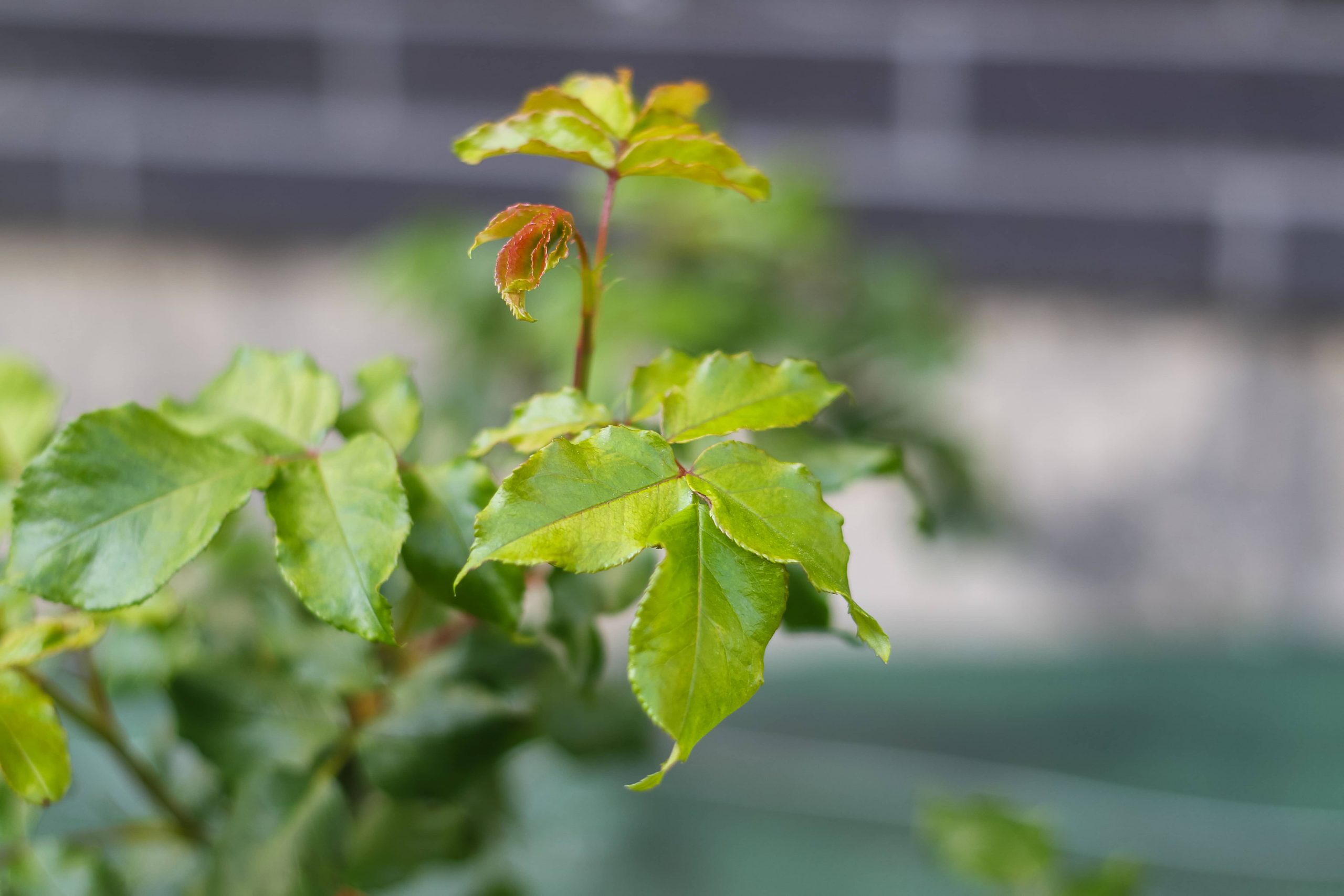 Maromme espaces verts