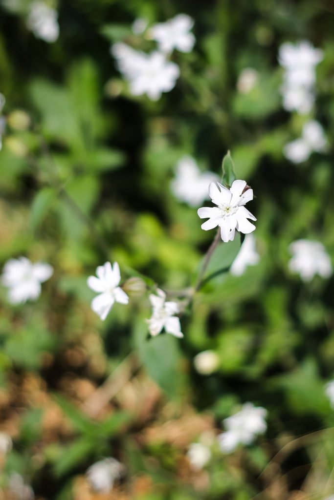Petit-Quevilly espaces verts et clôtures