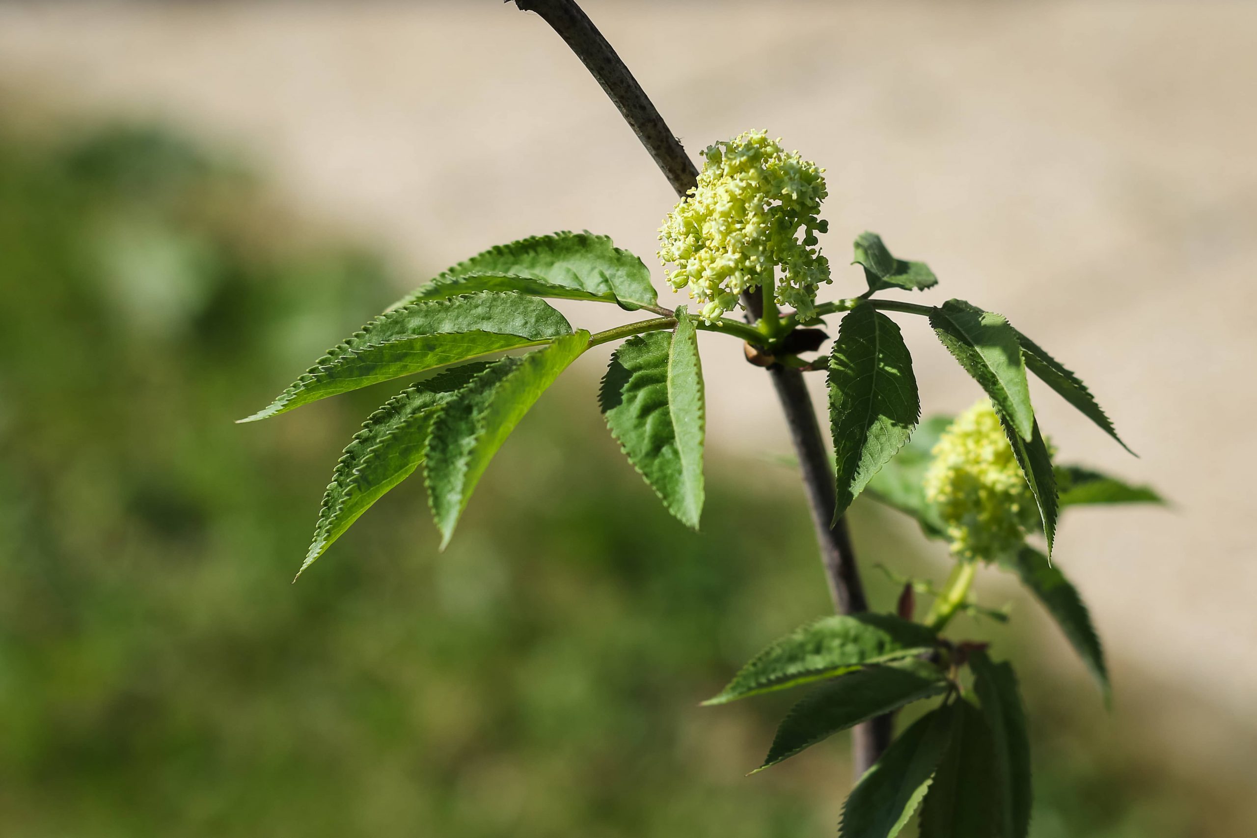 Petit-Quevilly espaces verts et clôtures