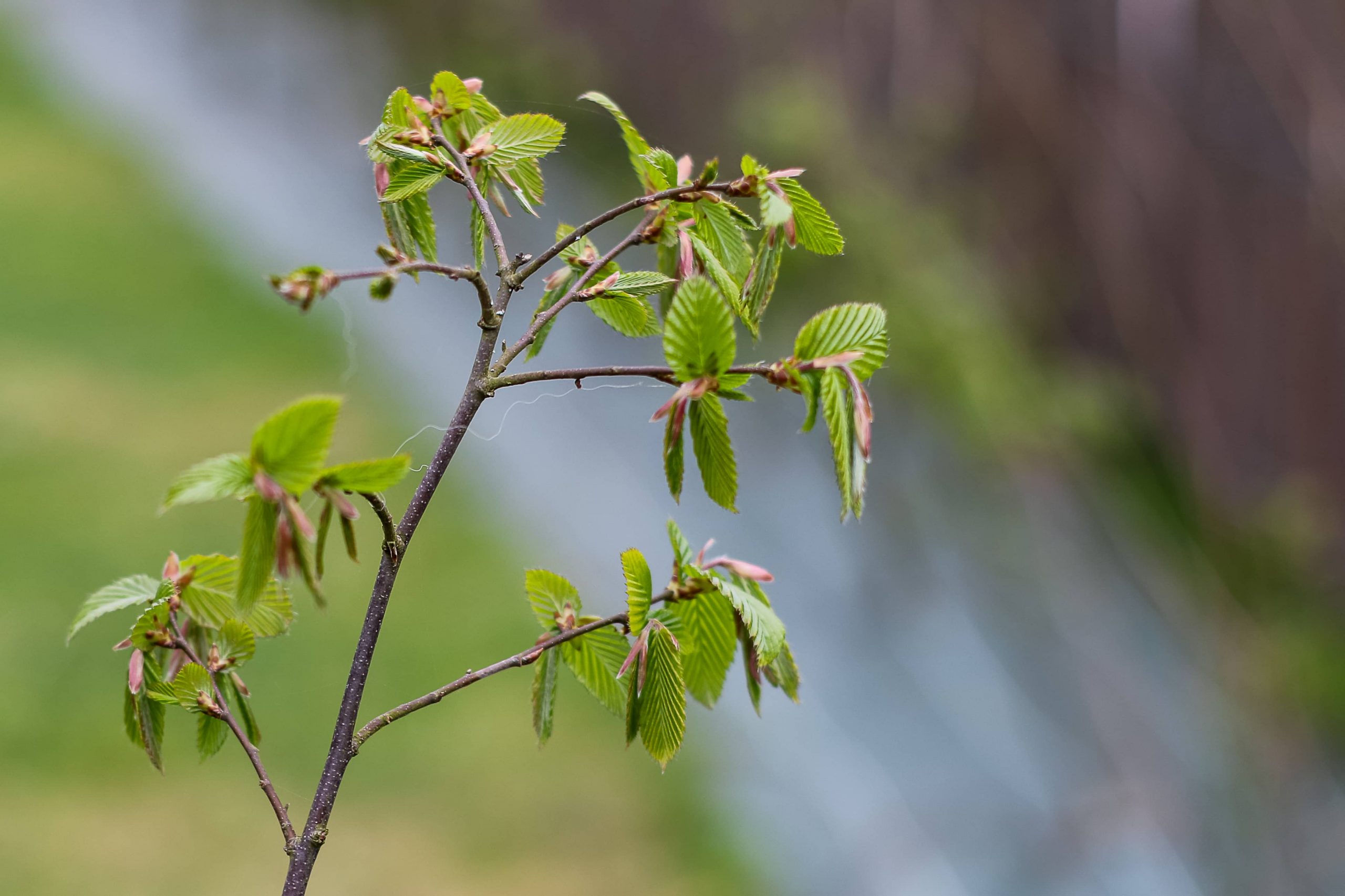 Bihorel espaces verts clotures