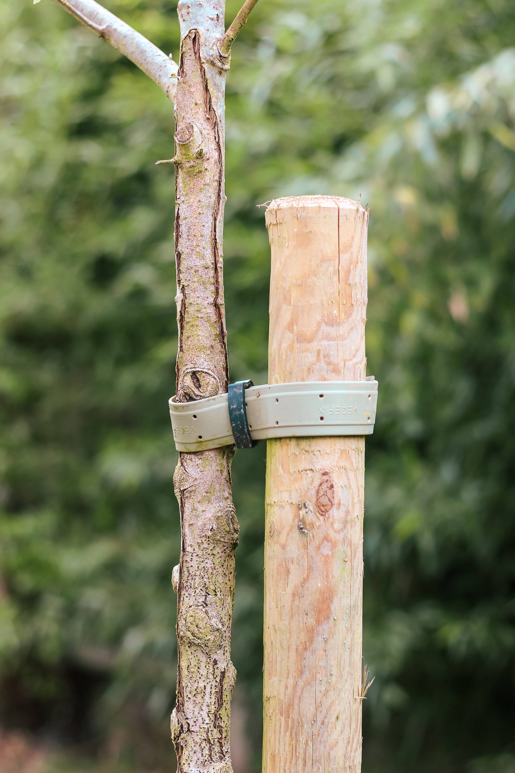 Bihorel espaces verts clotures