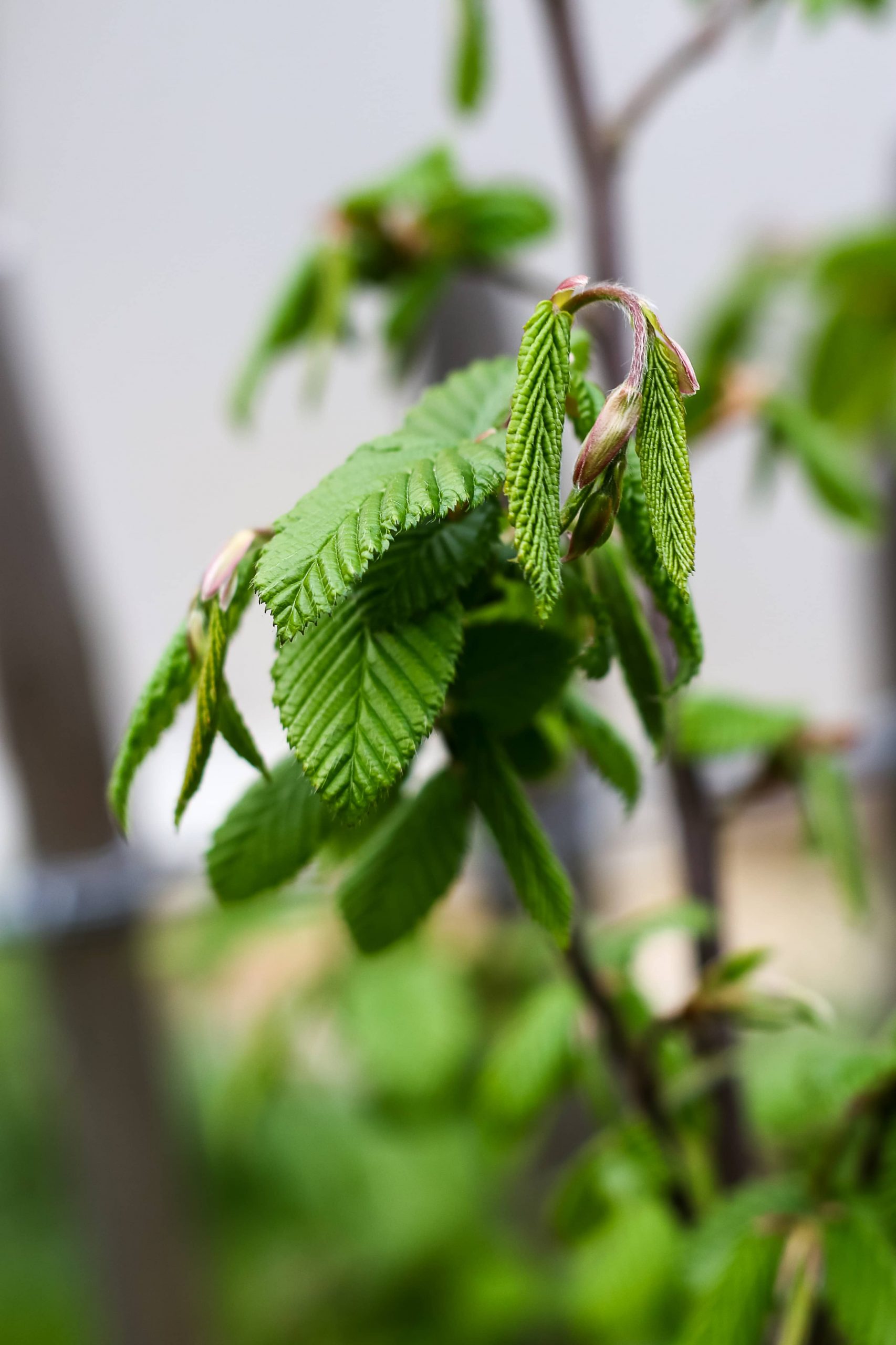 Bihorel espaces verts clotures
