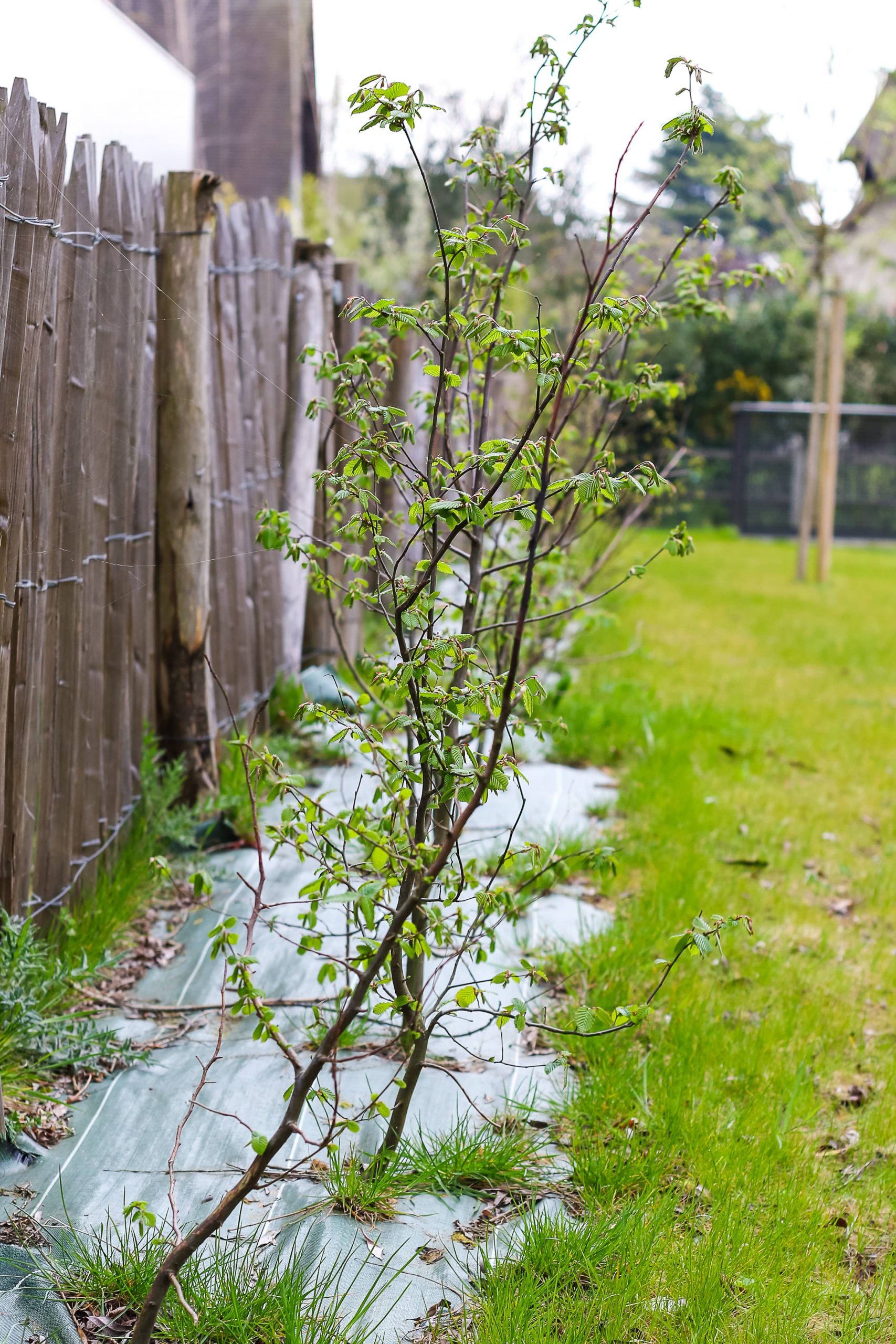 Bihorel espaces verts clotures