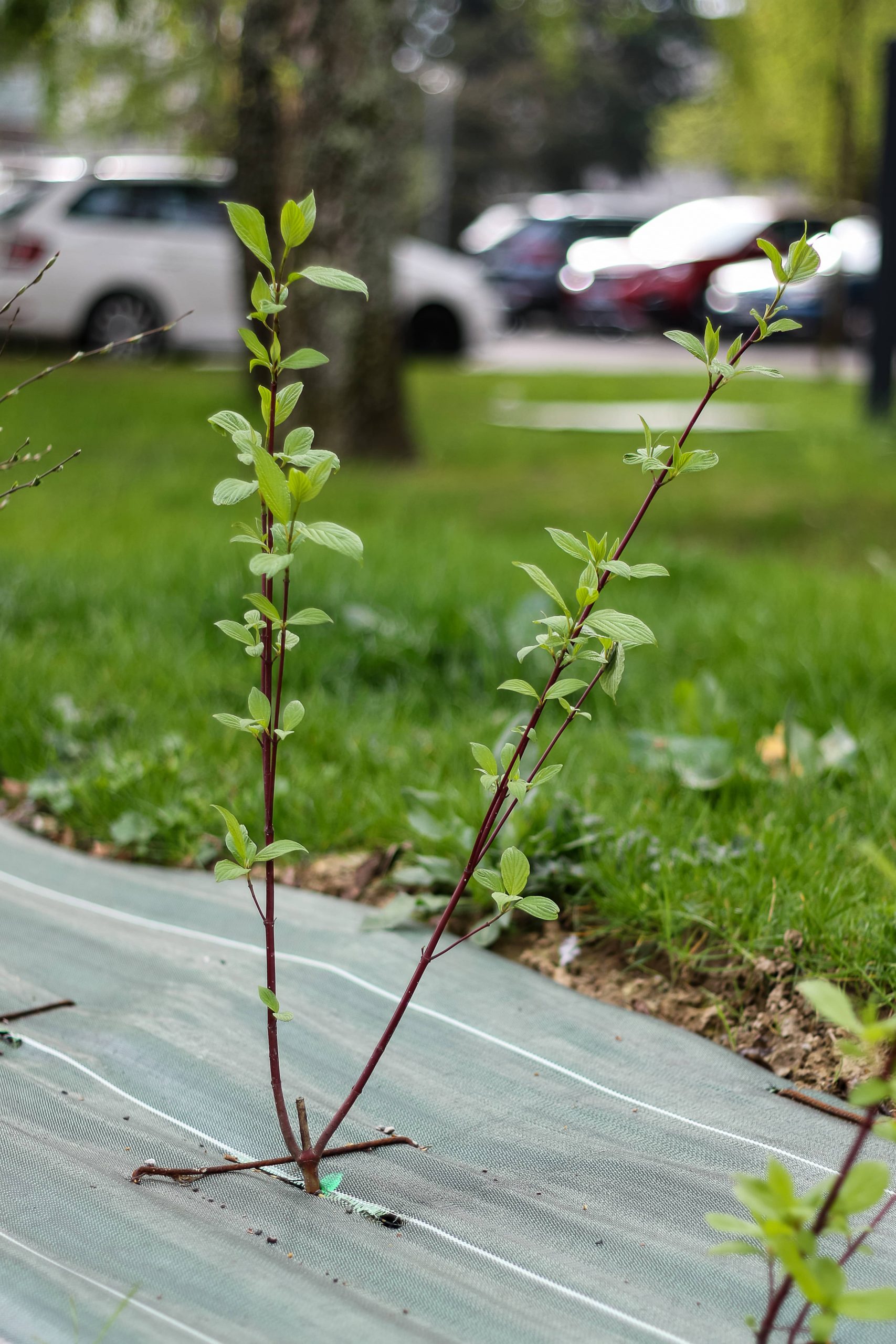 Bihorel espaces verts clotures