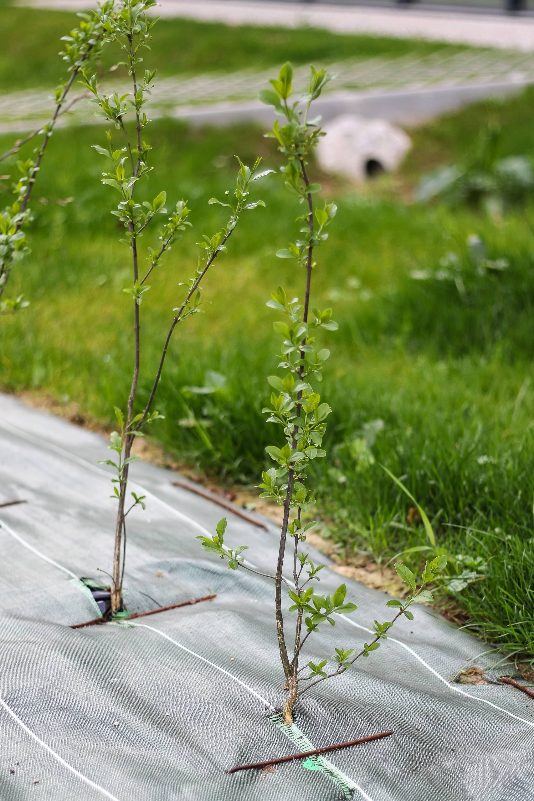 Bihorel espaces verts clotures