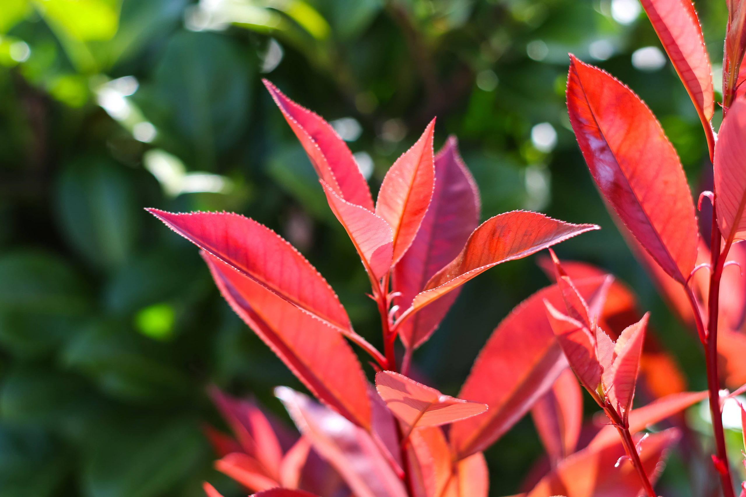 Bois Guillaume, Terrasses du Hamel