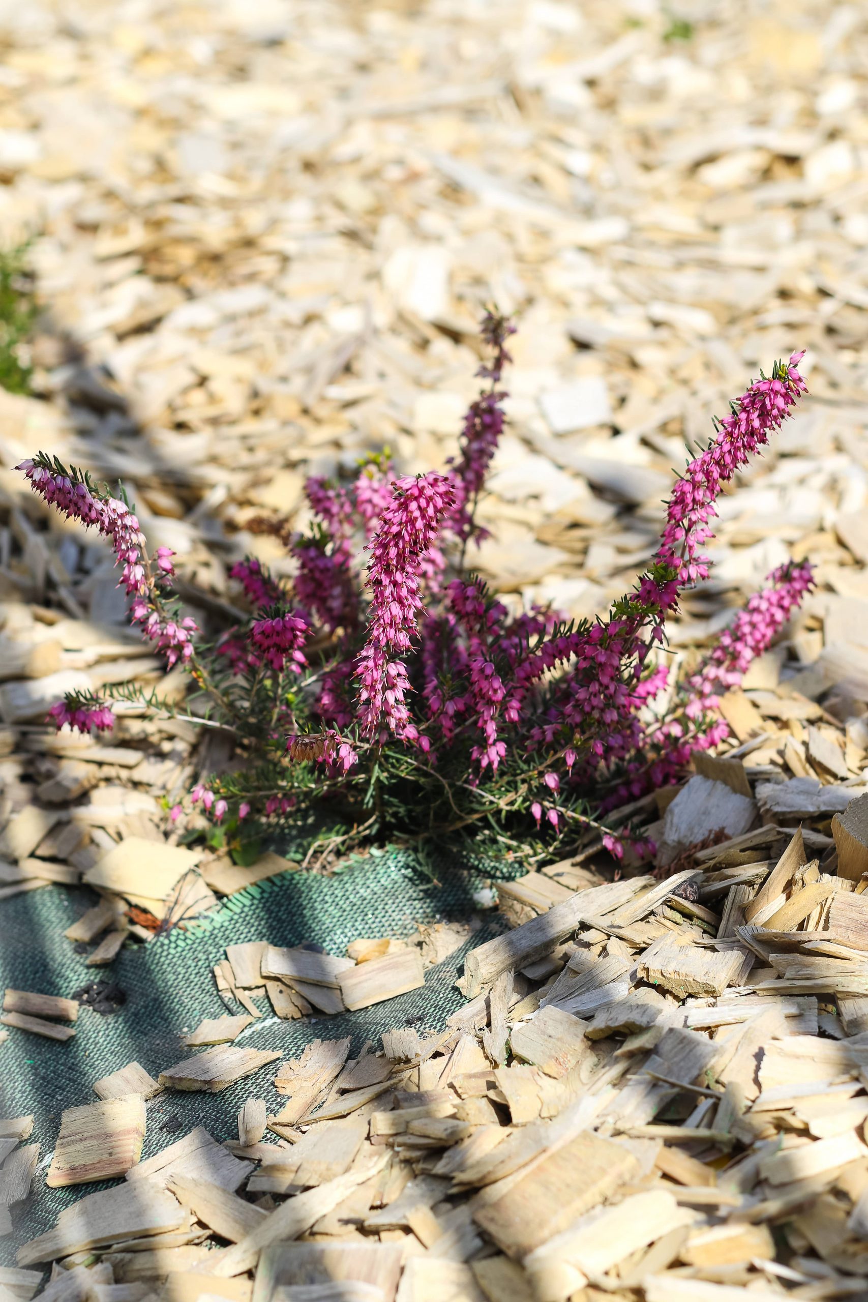 Rouen espaces verts plantation engazonnement