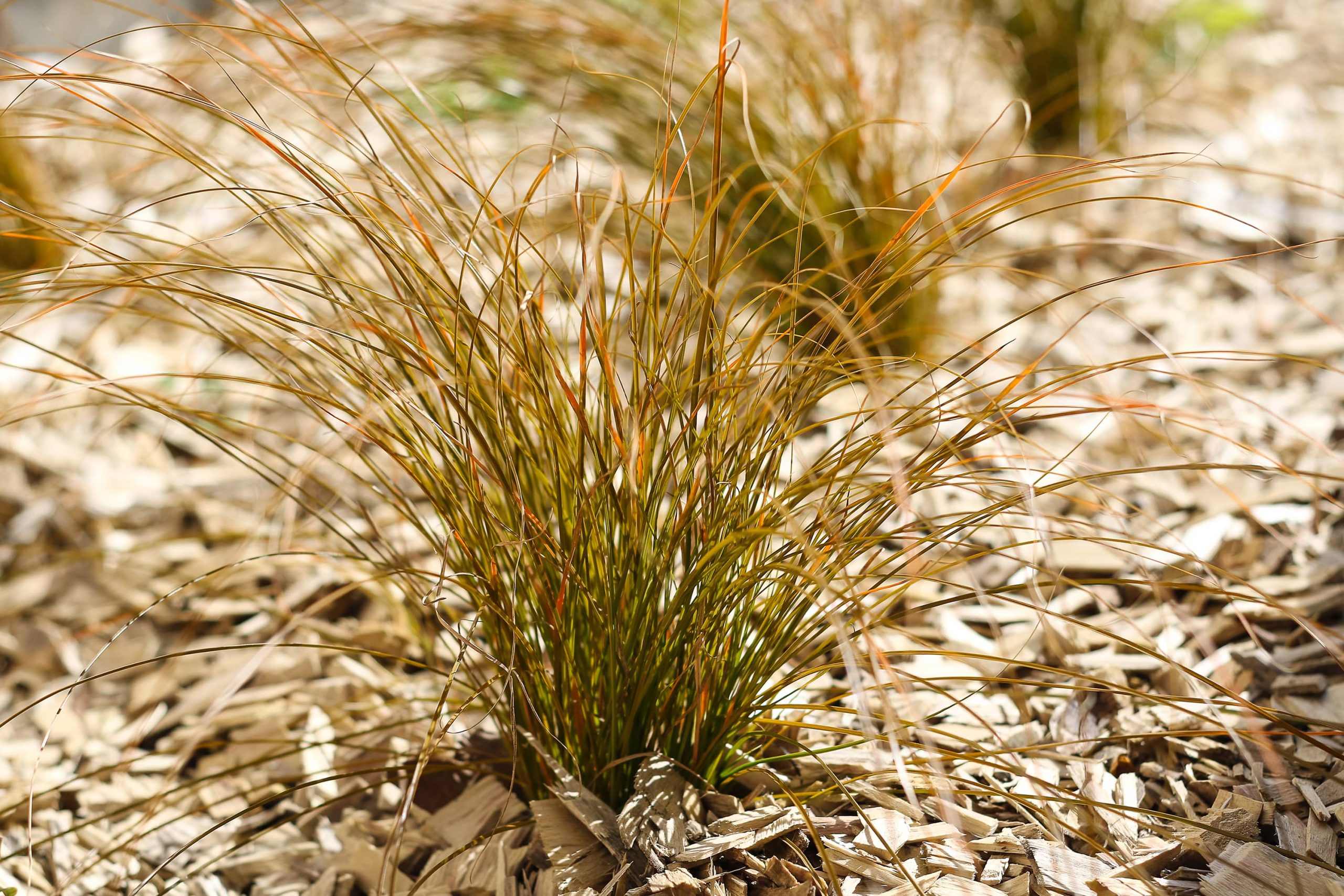 Rouen espaces verts plantation engazonnement