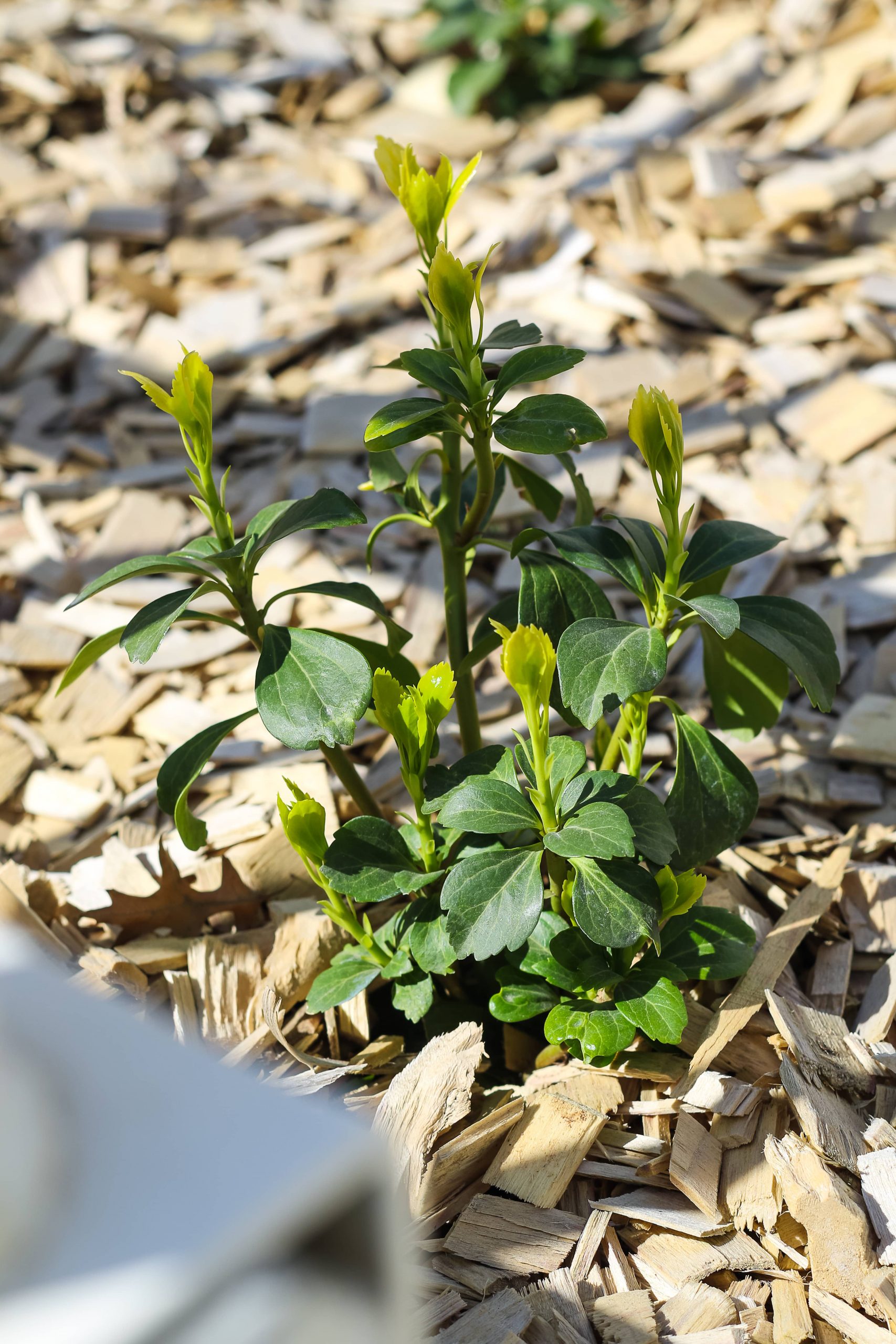 Rouen espaces verts plantation engazonnement