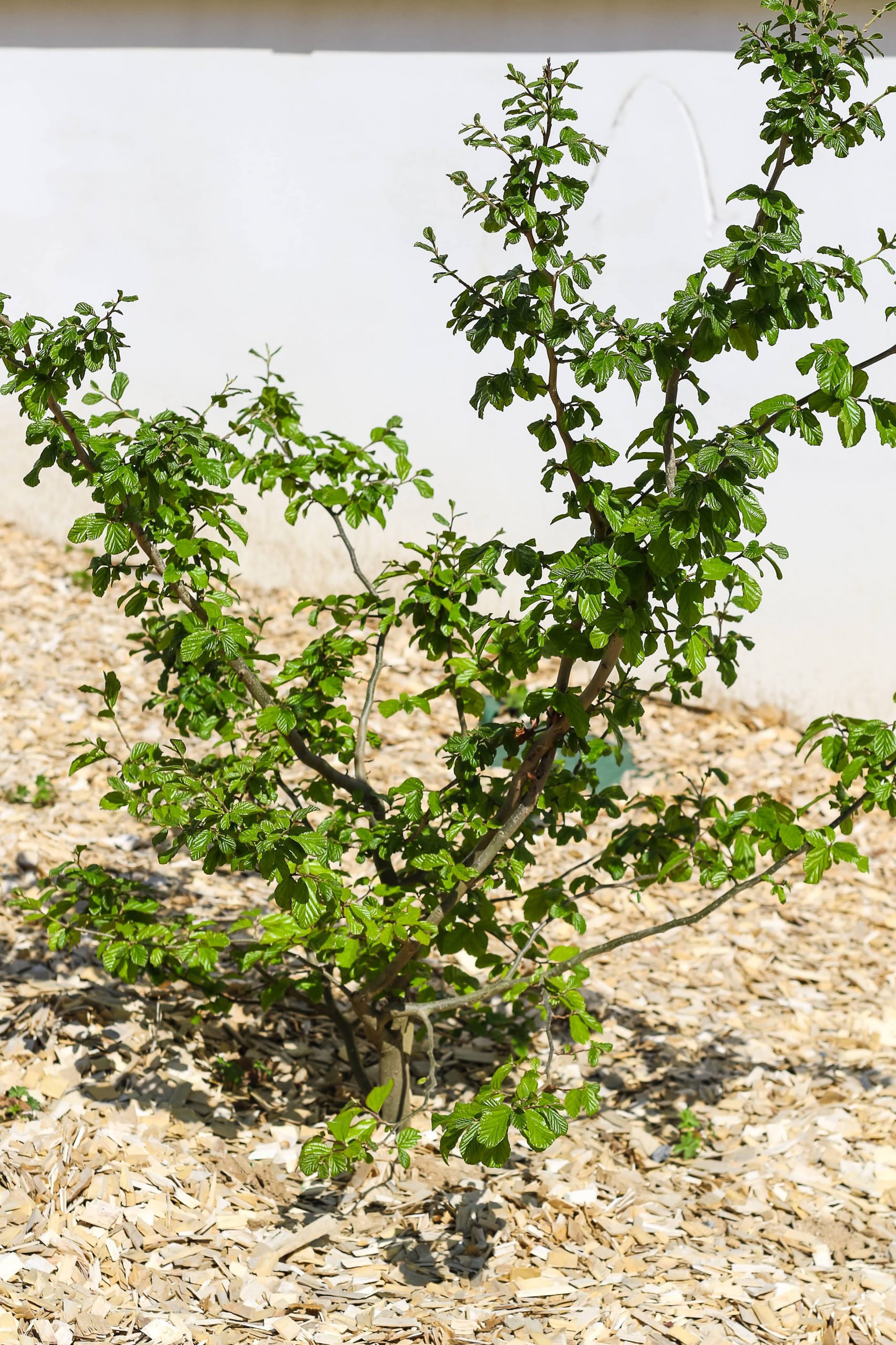 Rouen espaces verts plantation engazonnement