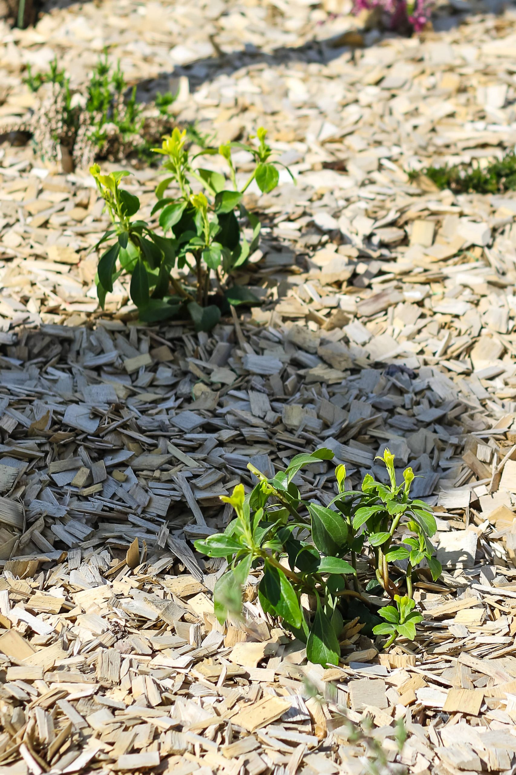 Rouen espaces verts plantation engazonnement