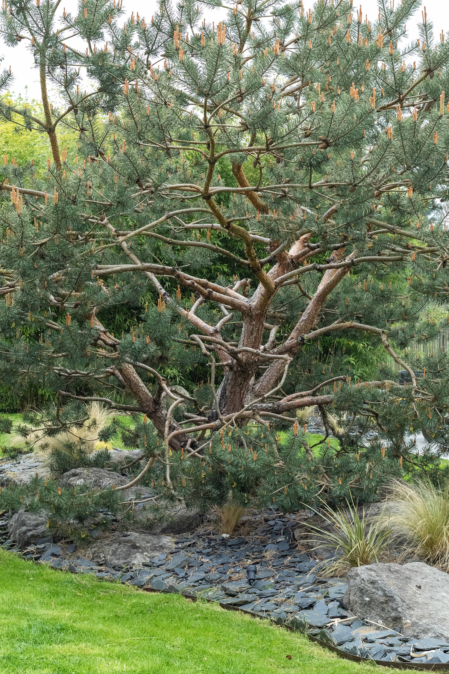 Normandie terrasse en lames d’Ipé profilées, aménagements paysagers et entretien