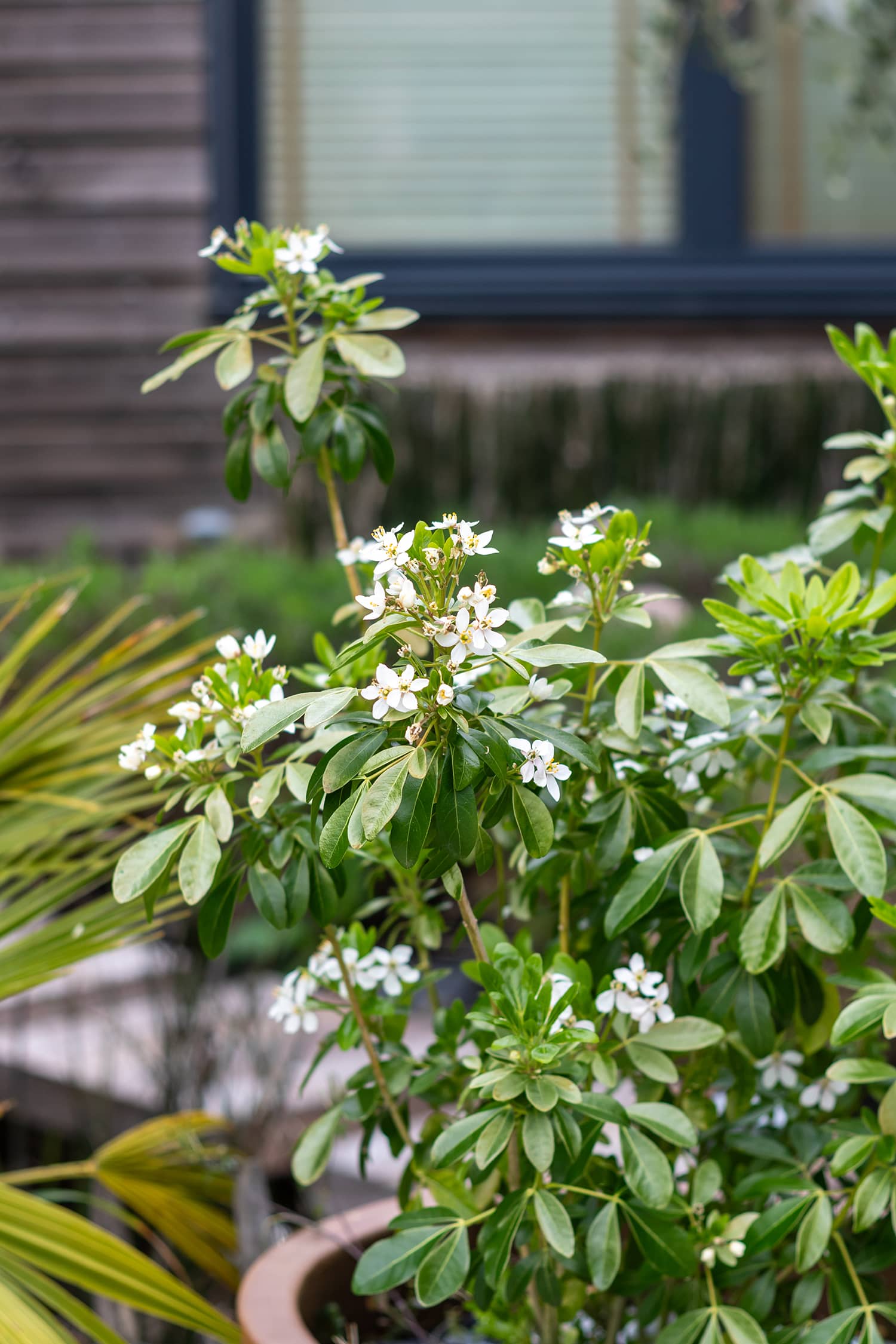 Normandie terrasse en lames d’Ipé profilées, aménagements paysagers et entretien