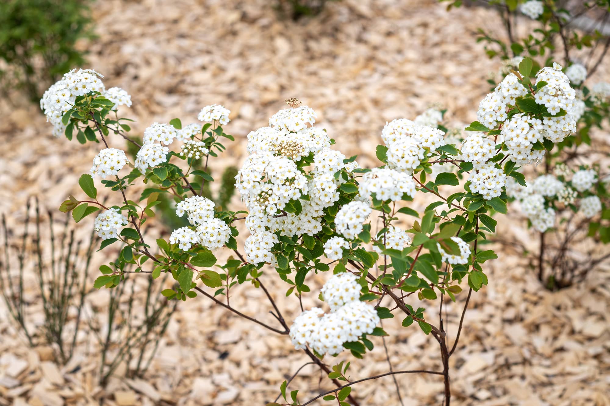 Duclair, Piste cyclable