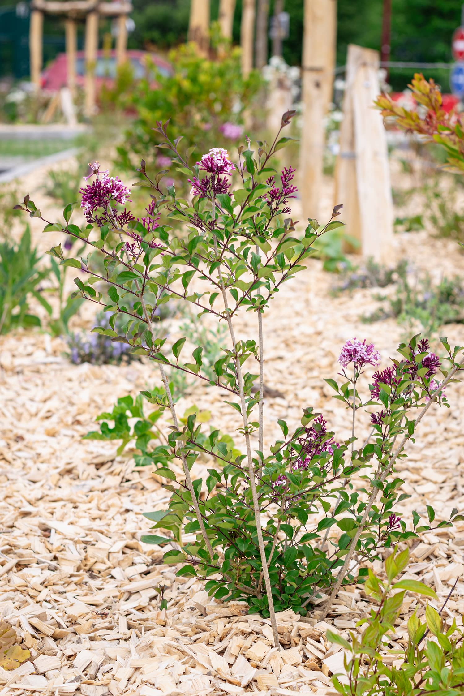 Duclair, piste cyclable aménagements paysagers et urbains