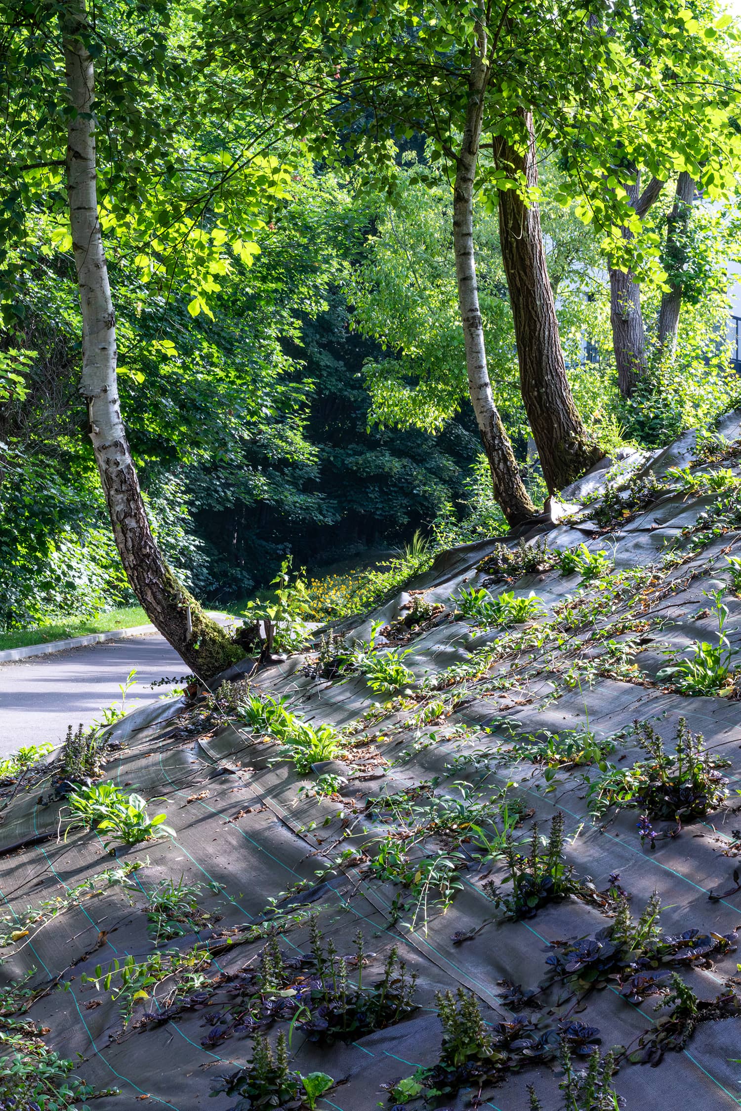 Mont Saint Aignan espaces verts soutènement clôtures
