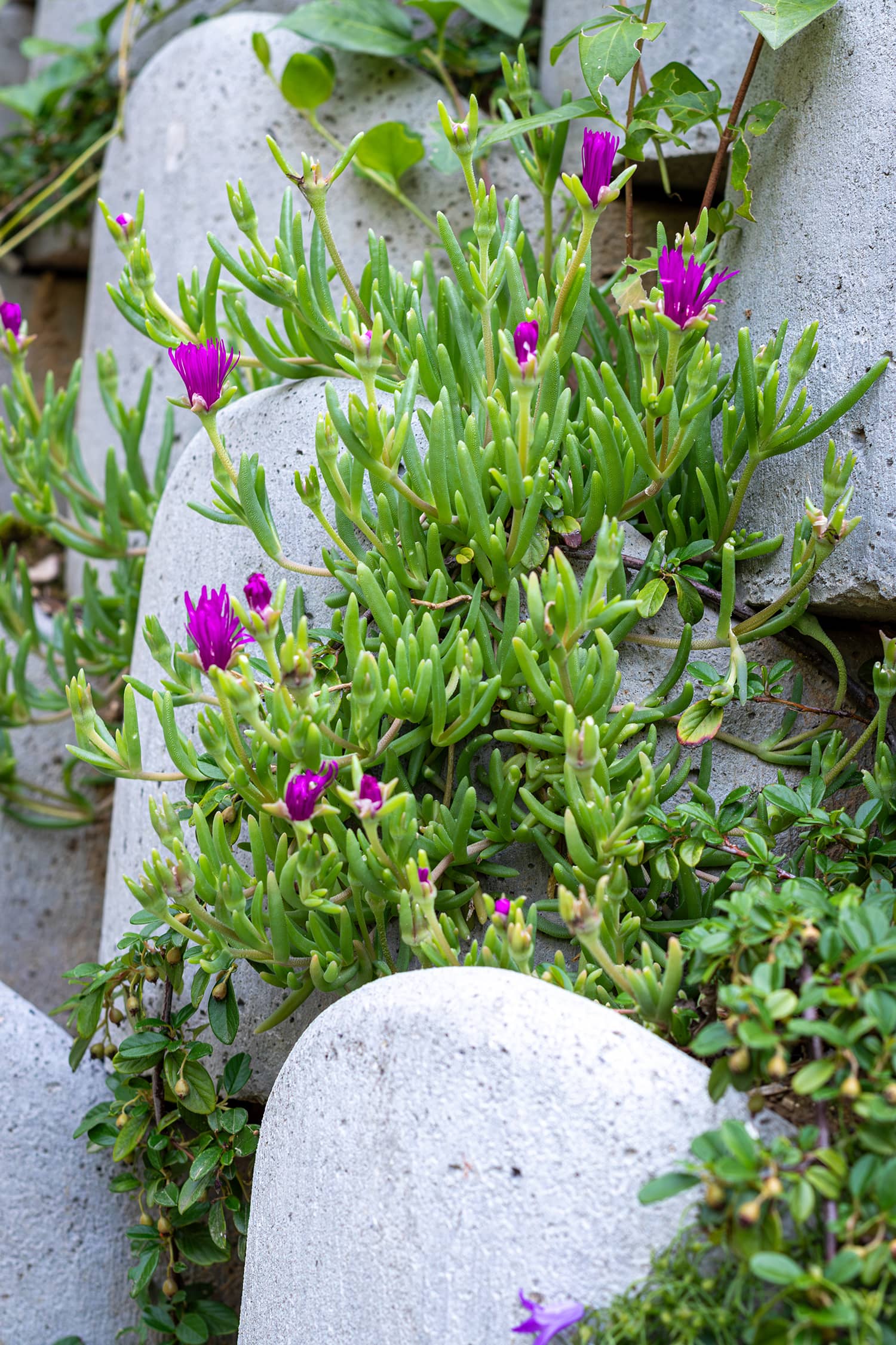 Natura allées et murs de soutènements