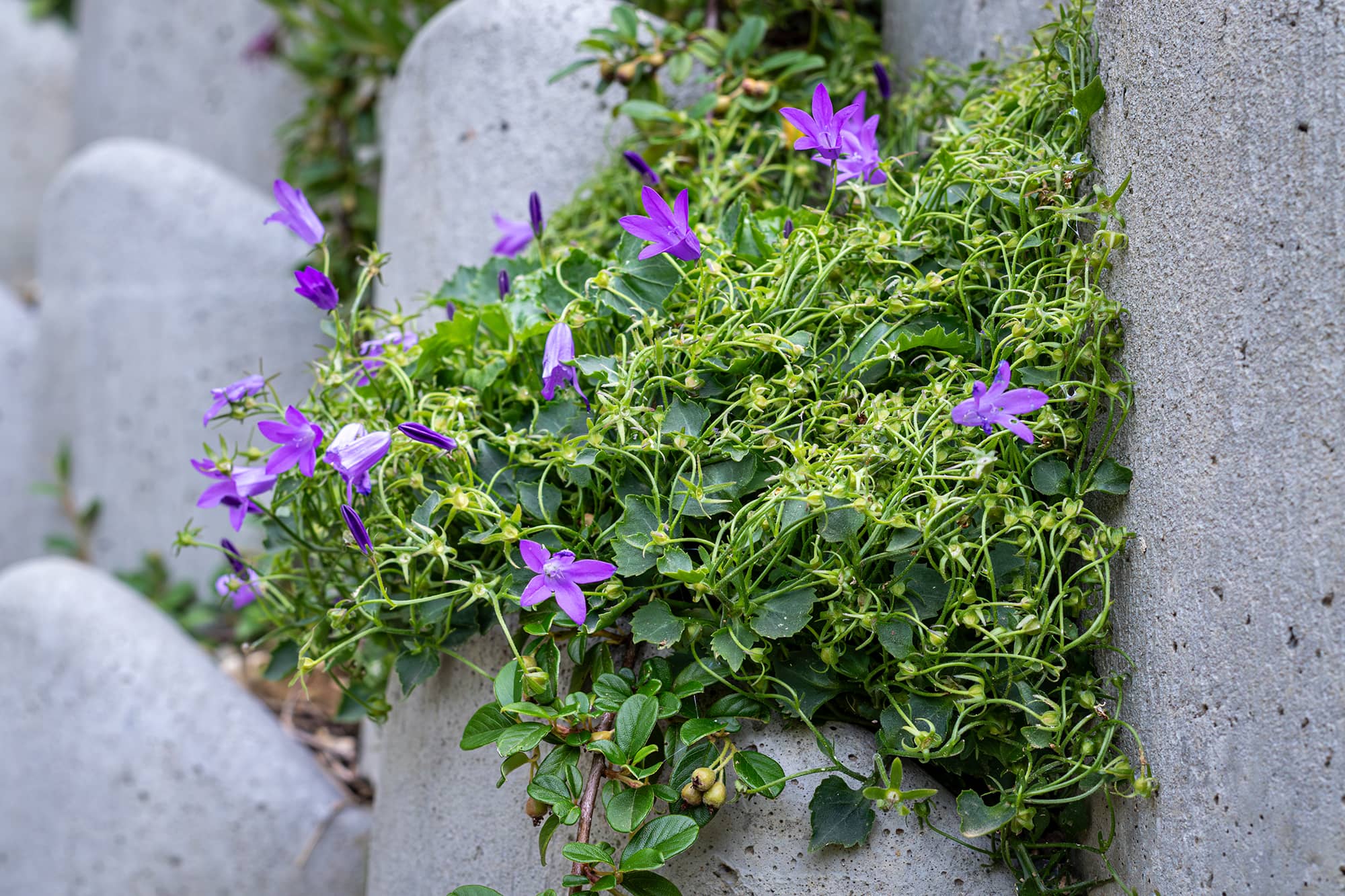 Mont Saint Aignan espaces verts soutènement clôtures