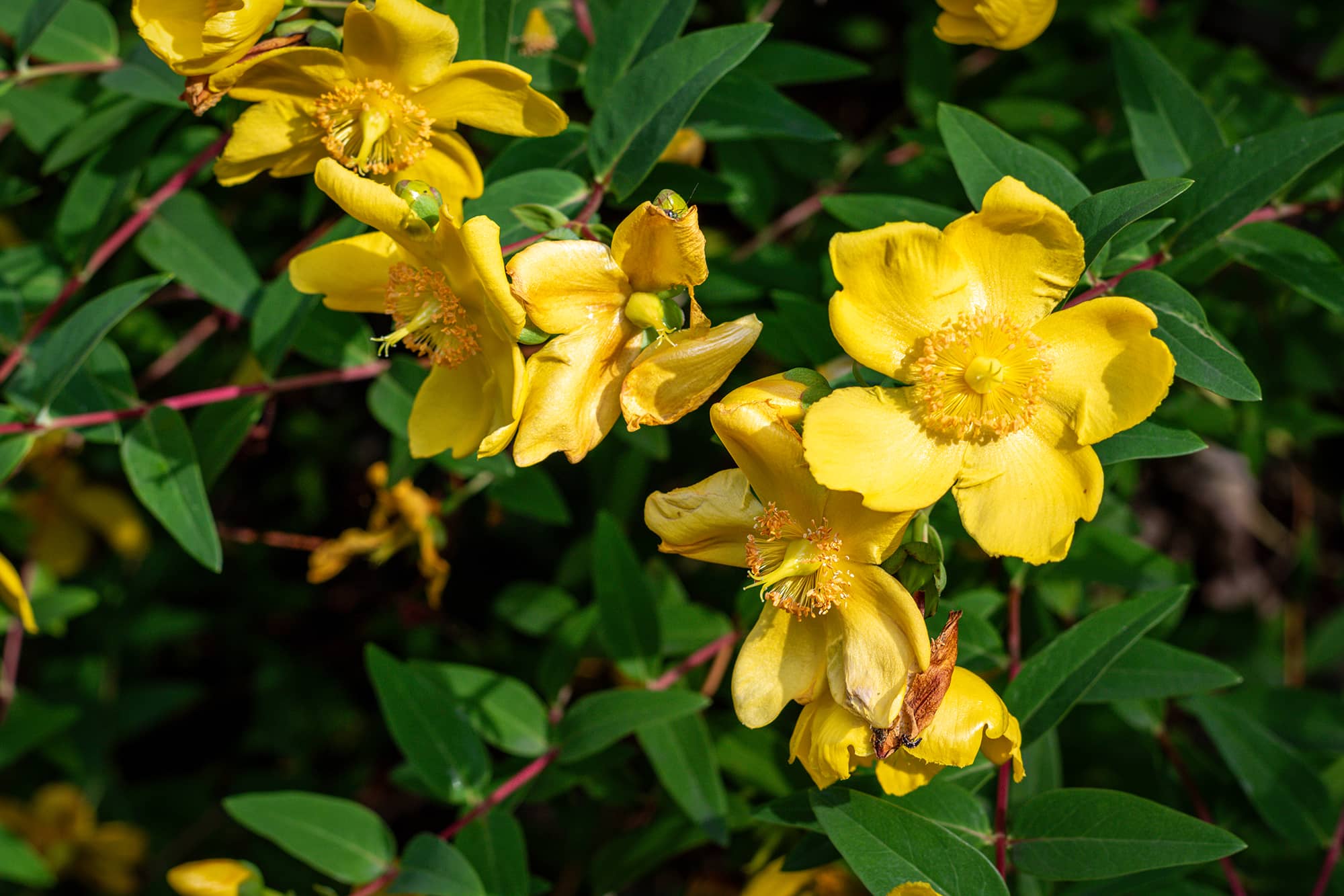 Mont Saint Aignan espaces verts soutènement clôtures