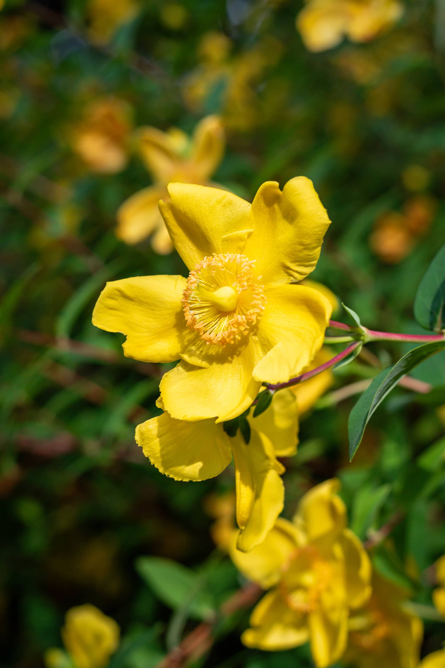 Mont Saint Aignan espaces verts soutènement clôtures