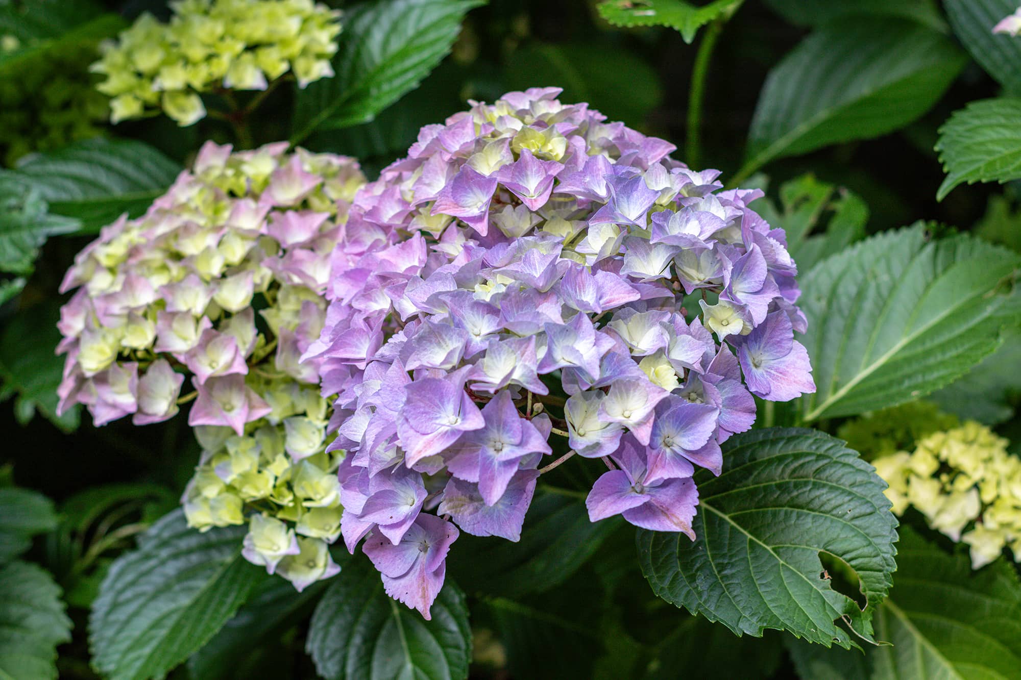 Mont Saint Aignan espaces verts soutènement clôtures
