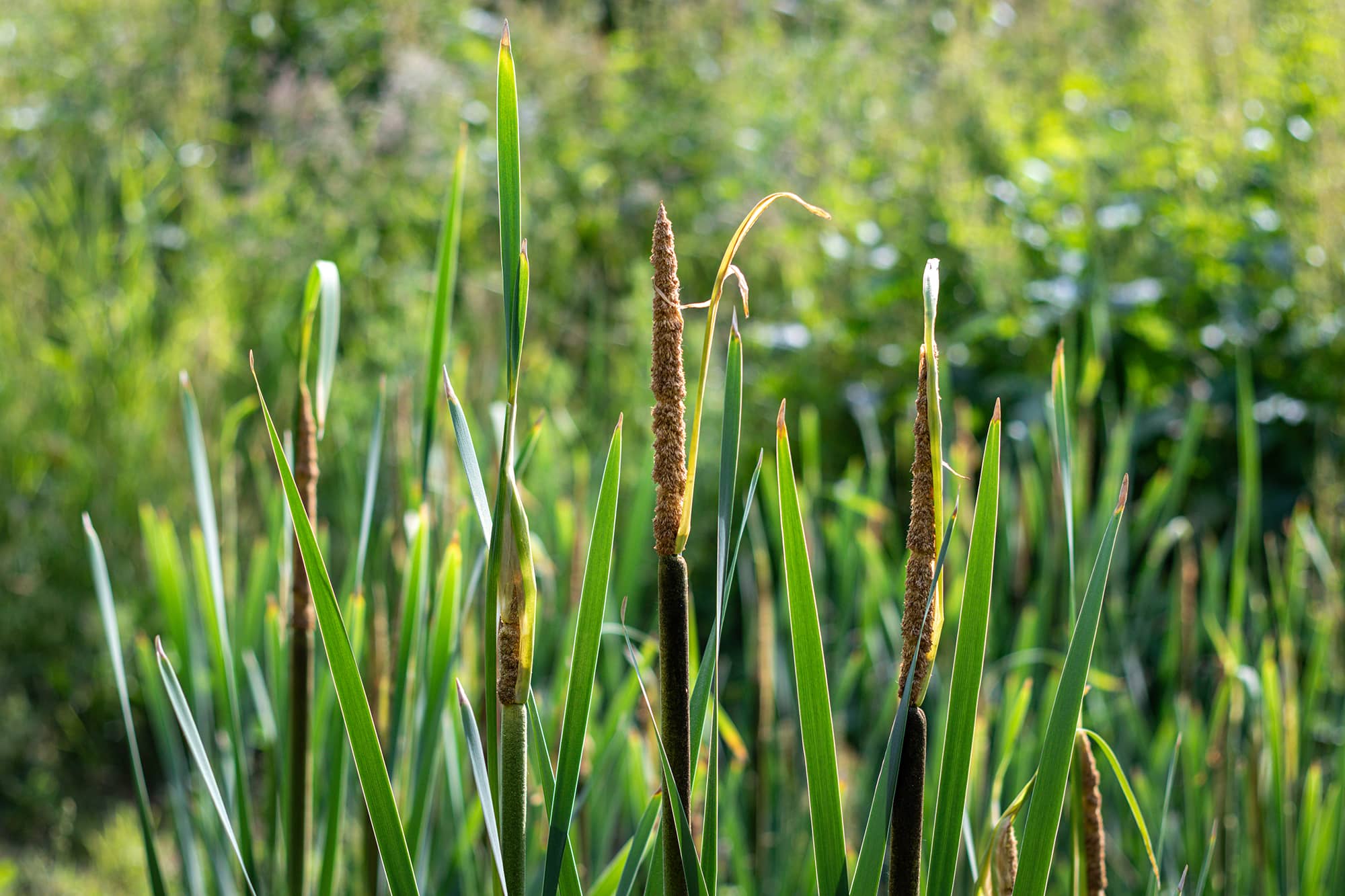 Mont Saint Aignan espaces verts soutènement clôtures