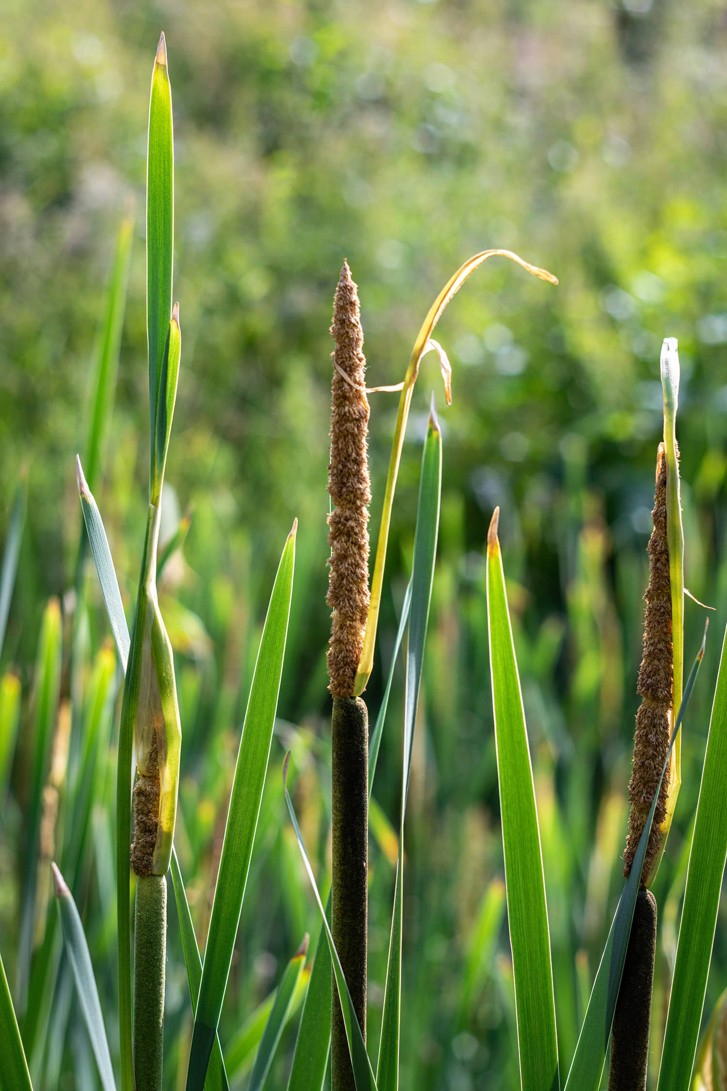 Mont Saint Aignan espaces verts soutènement clôtures