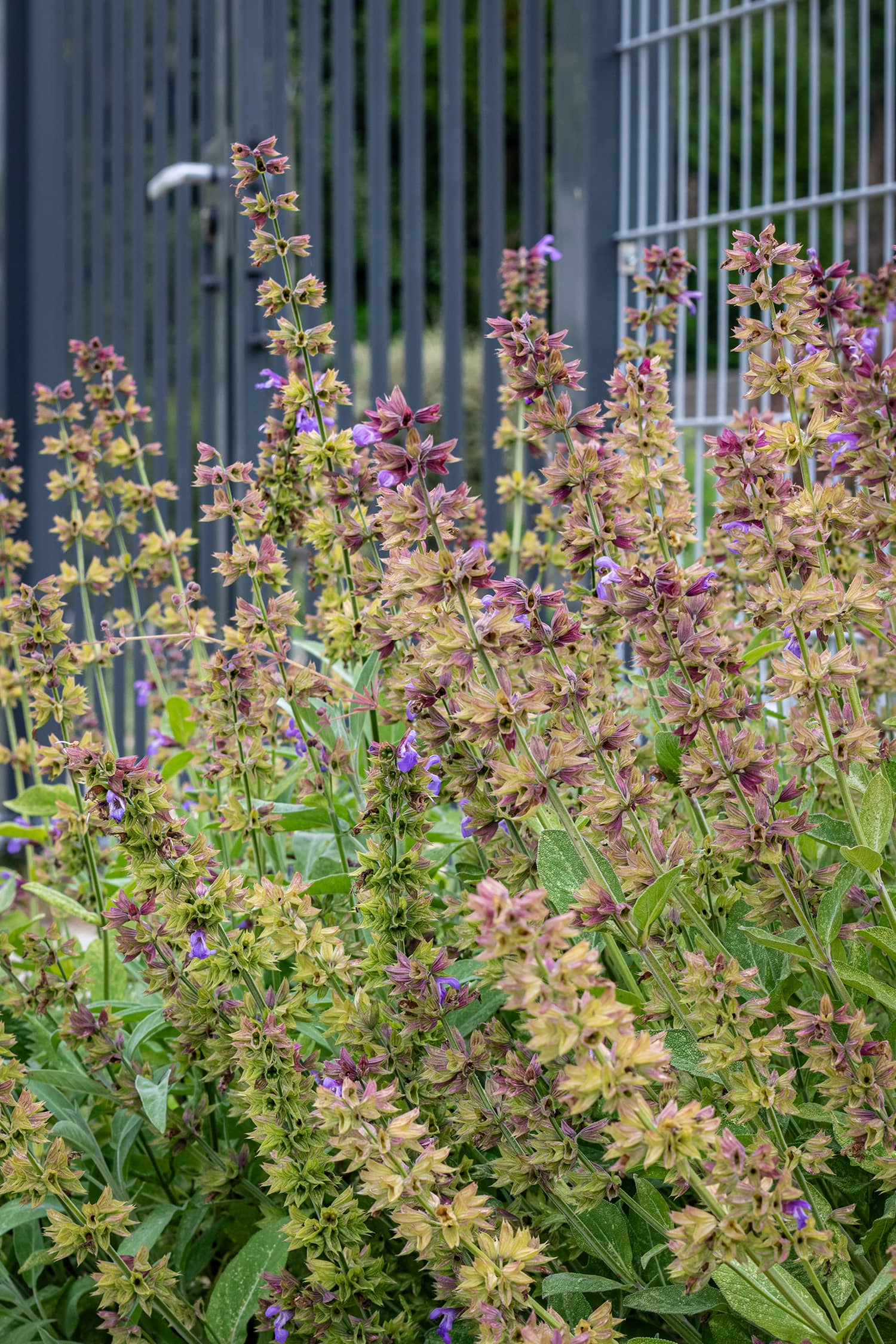Piscine municipale Christine Caron Déville-lès-Rouen plantation paillage espaces verts