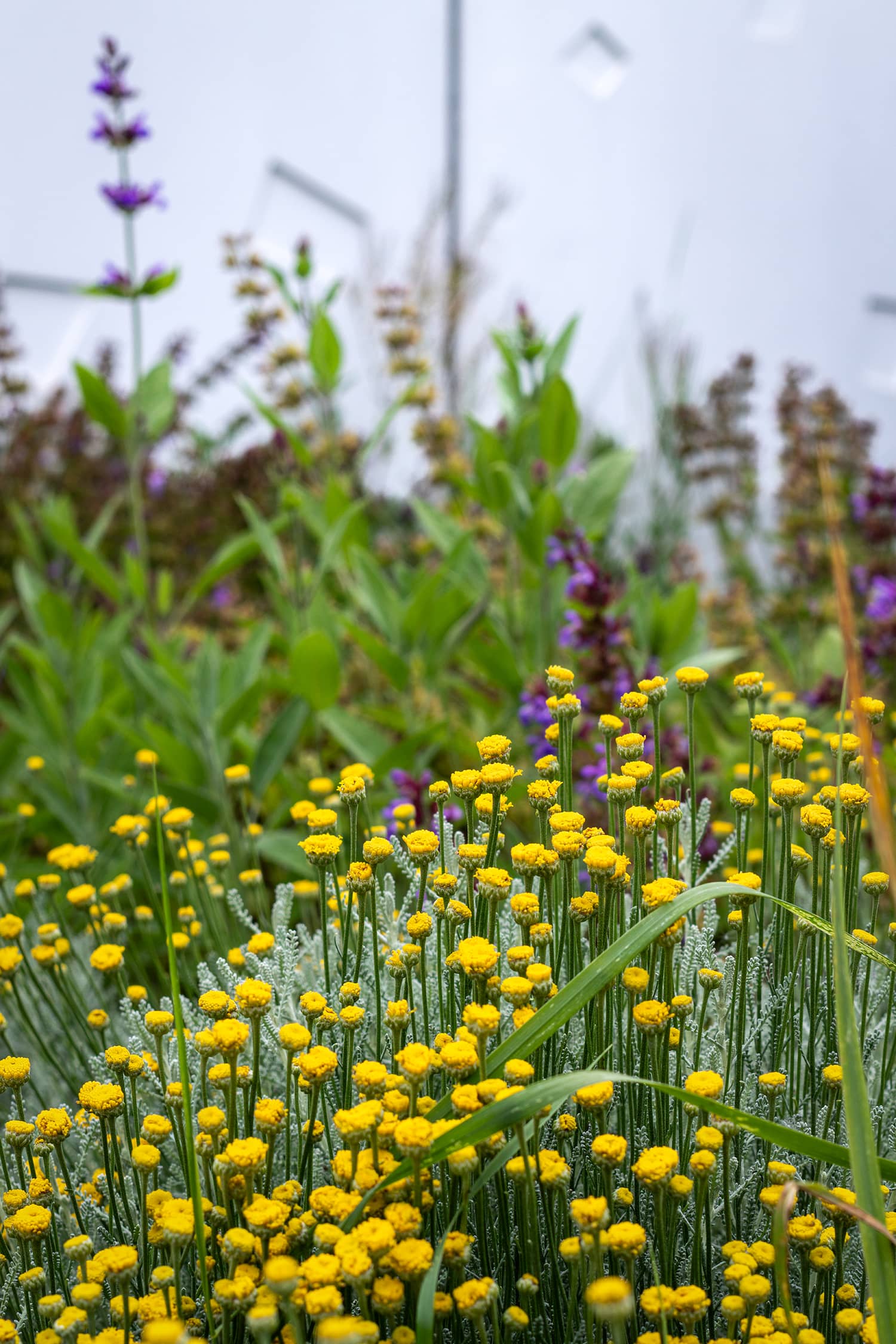Piscine municipale Christine Caron Déville-lès-Rouen plantation paillage espaces verts