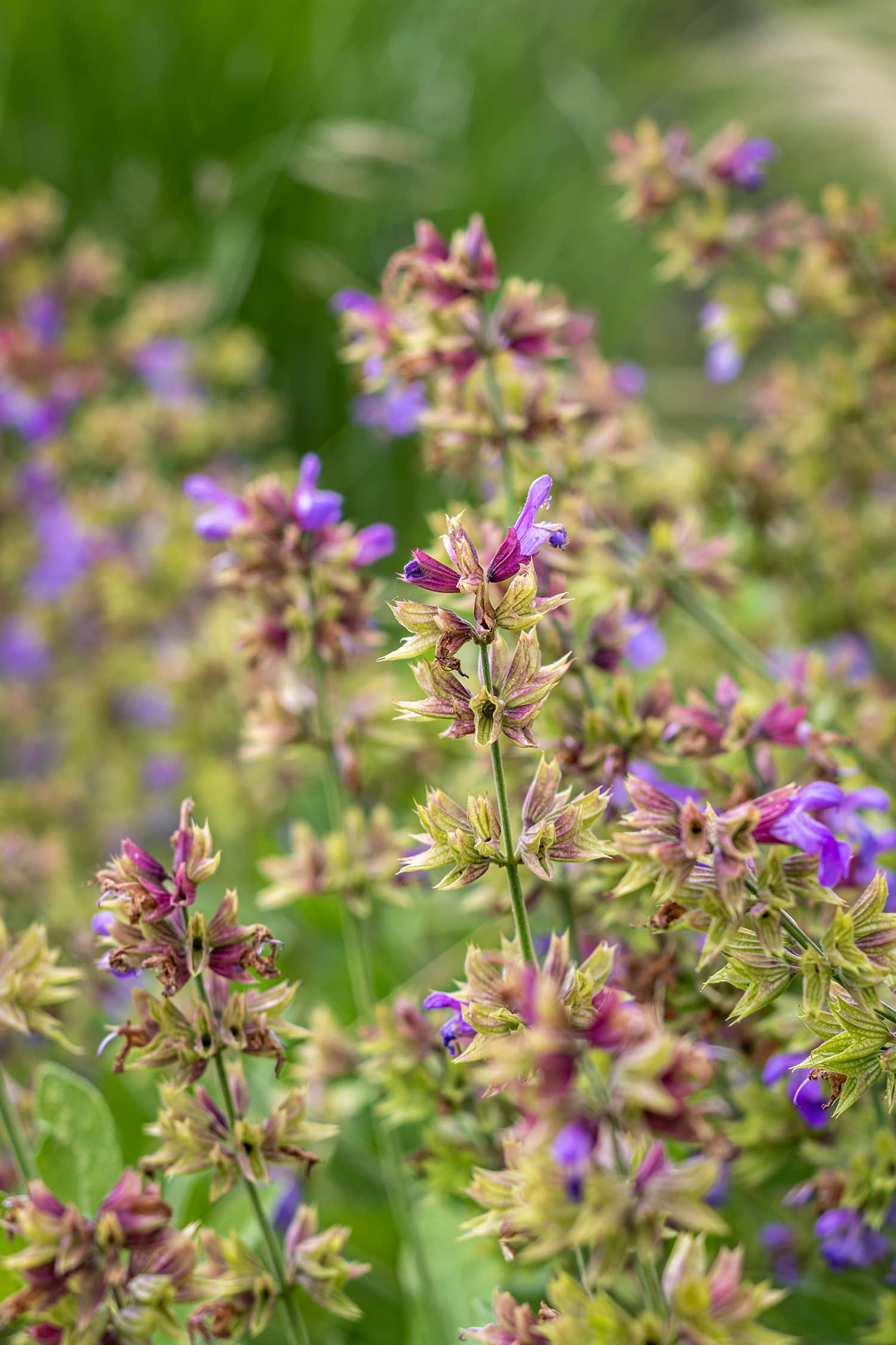 Piscine municipale Christine Caron Déville-lès-Rouen plantation paillage espaces verts