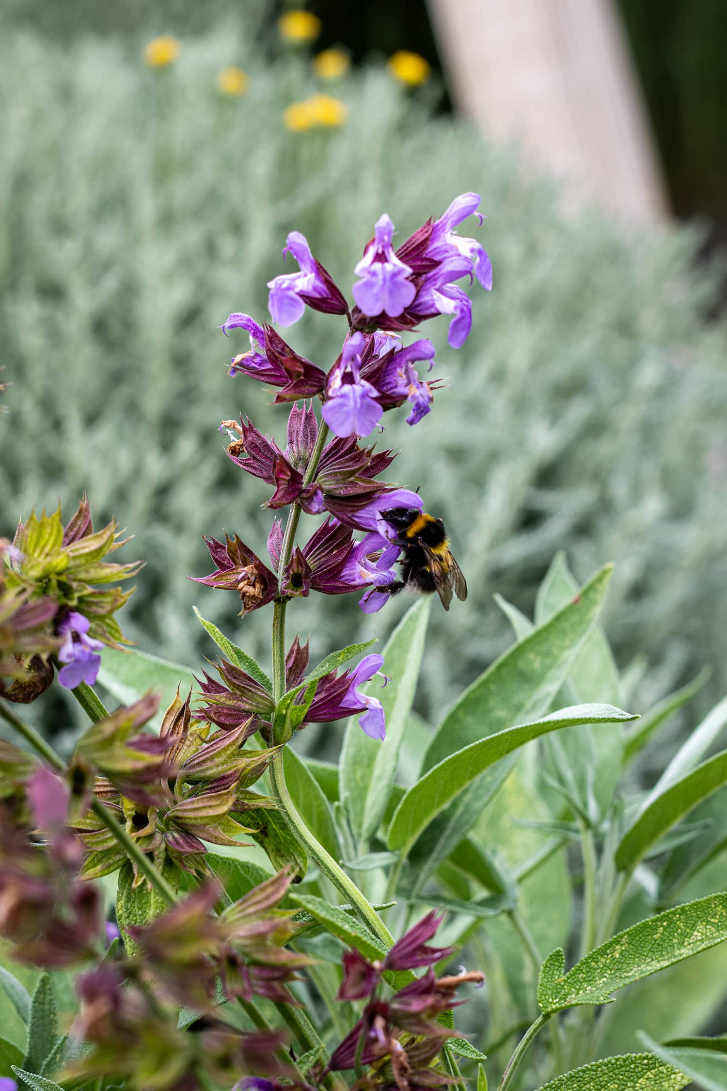 Piscine municipale Christine Caron Déville-lès-Rouen plantation paillage espaces verts