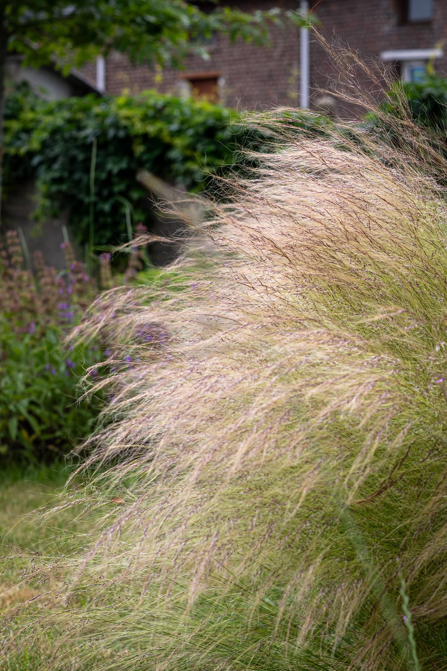Piscine municipale Christine Caron Déville-lès-Rouen plantation paillage espaces verts