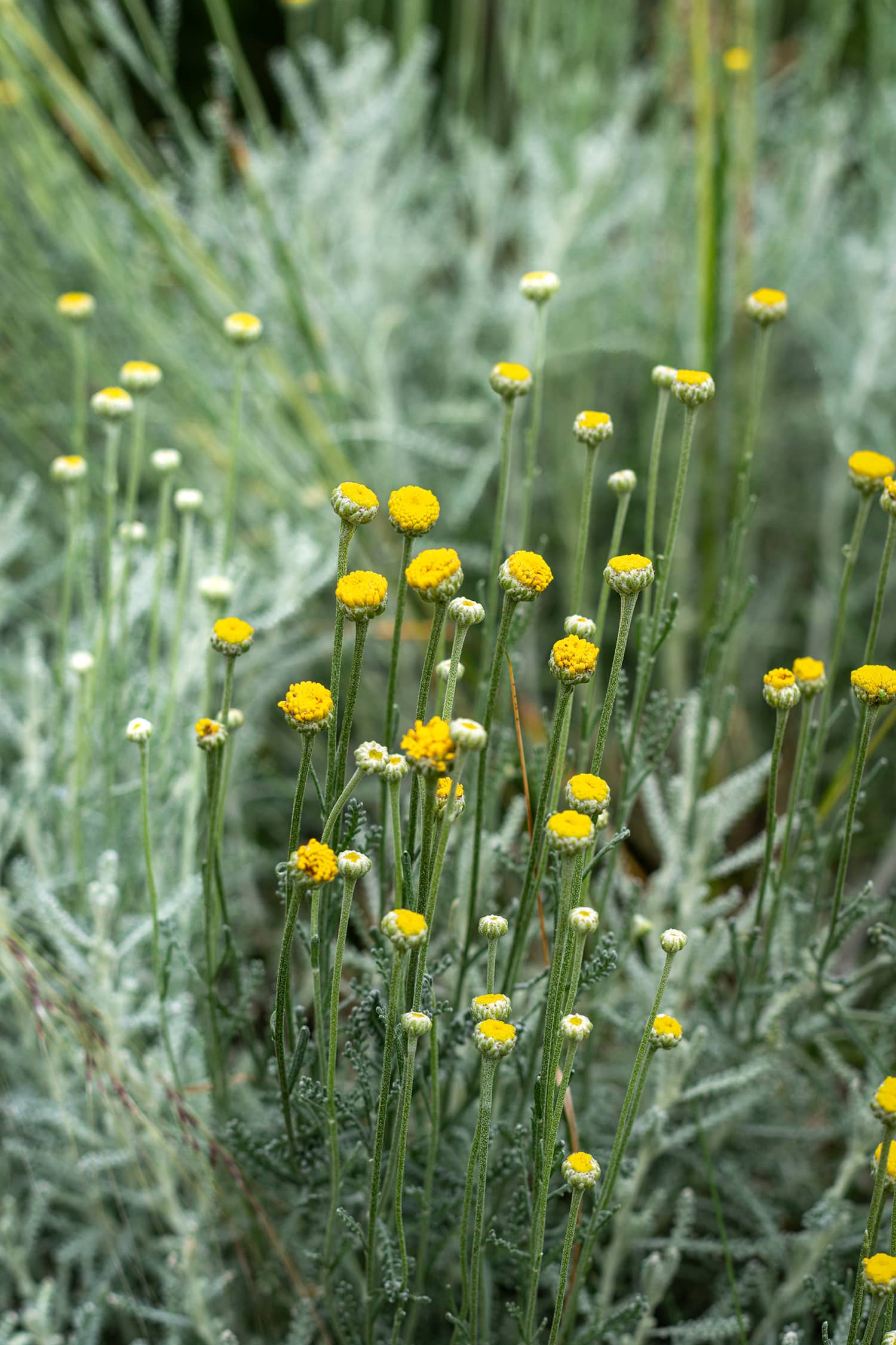 Piscine municipale Christine Caron Déville-lès-Rouen plantation paillage espaces verts
