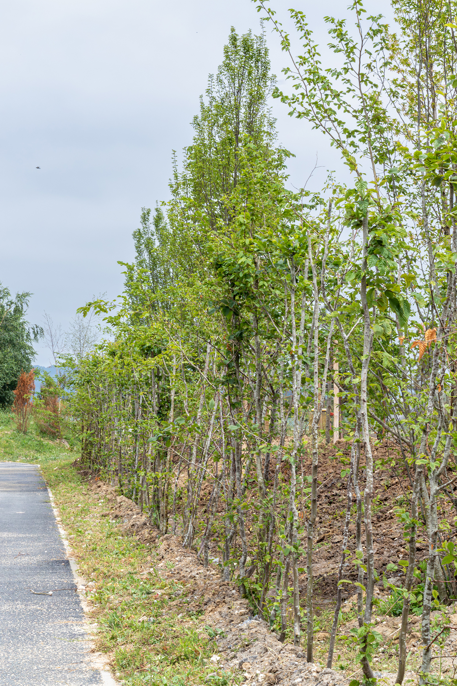 Grand Couronne Beuzelin plantation espaces verts