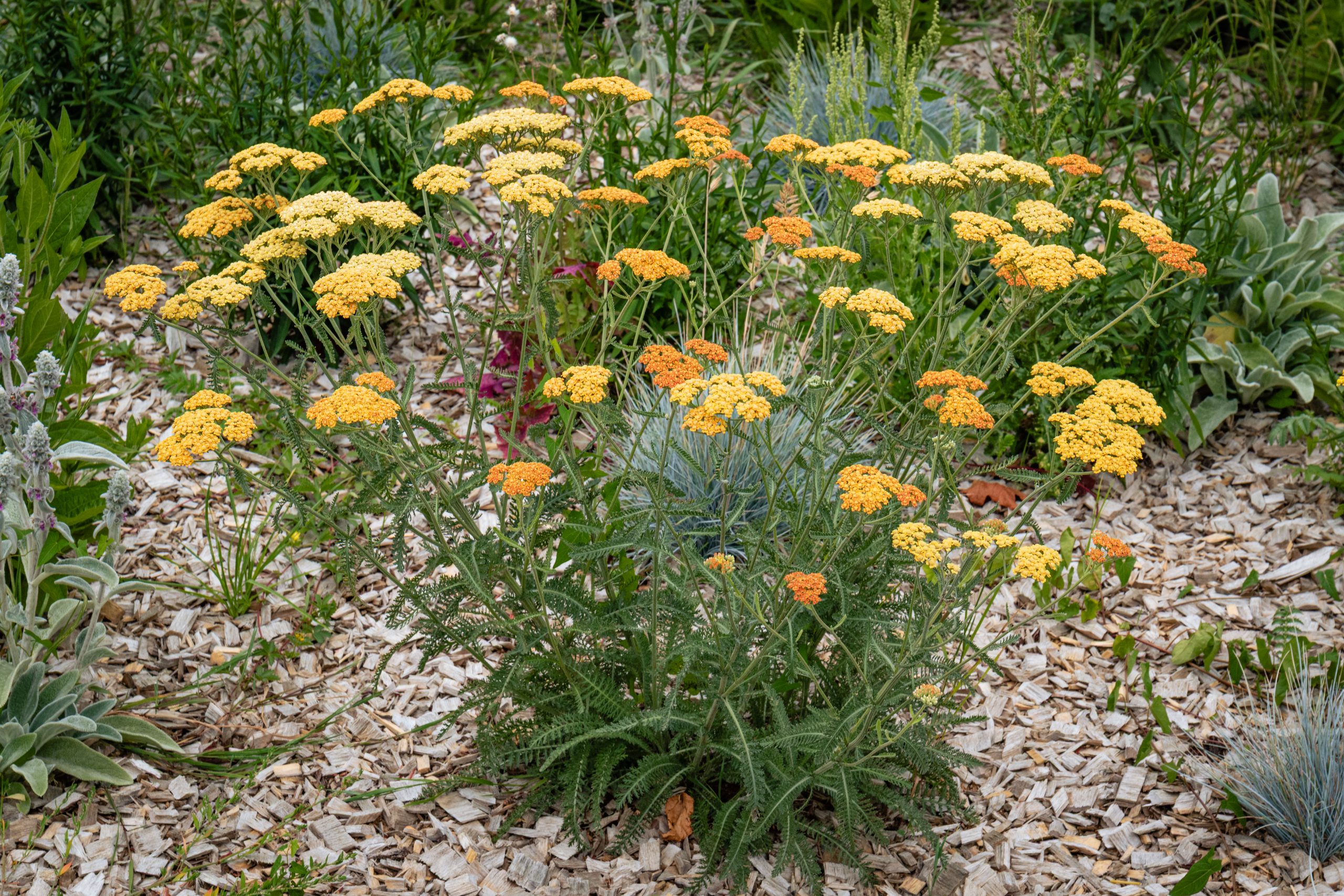 Ymare Quévreville-la-Poterie plantation