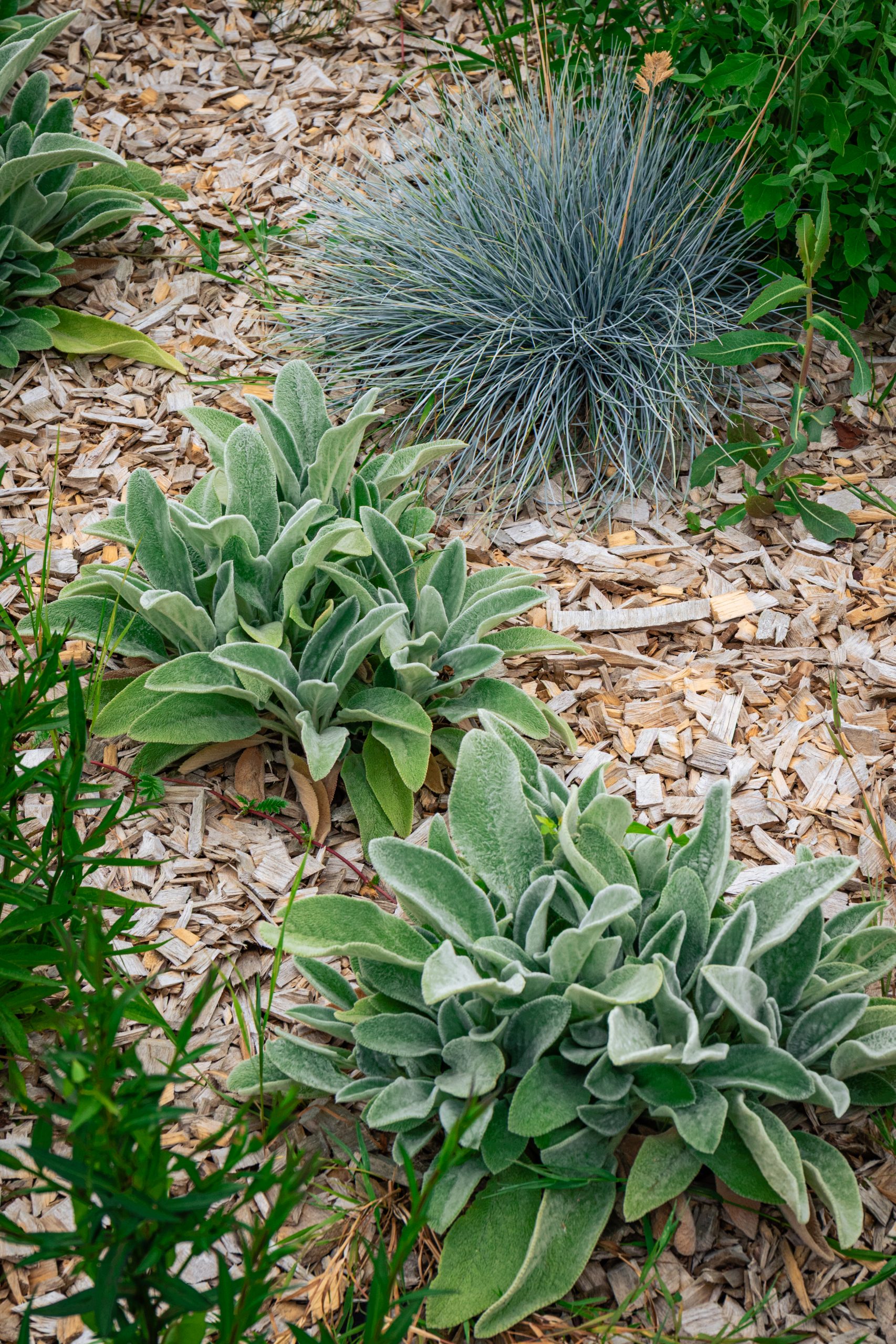 Ymare Quévreville-la-Poterie plantation