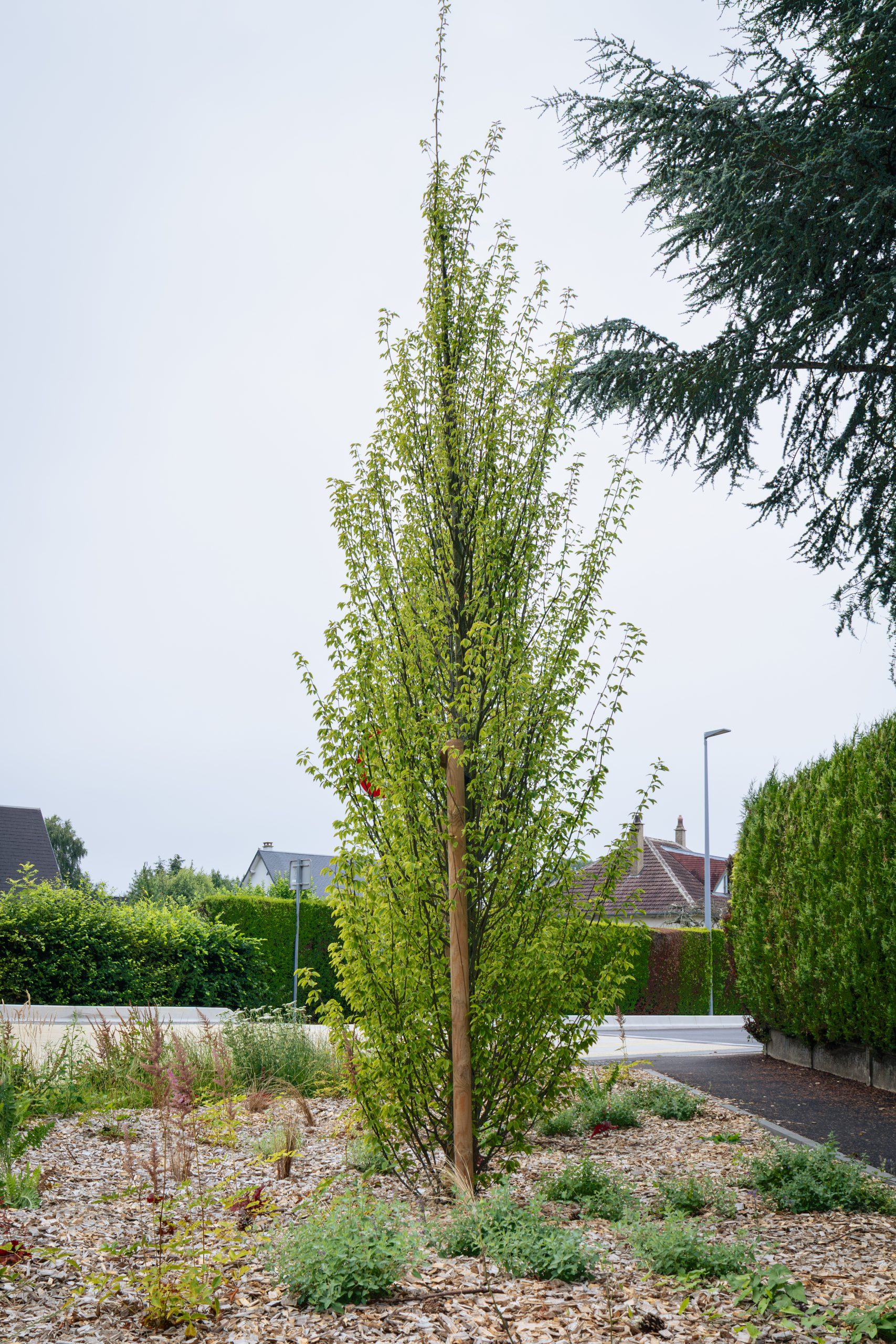 Franqueville-Saint-Pierre Requalification de la RD7 plantation