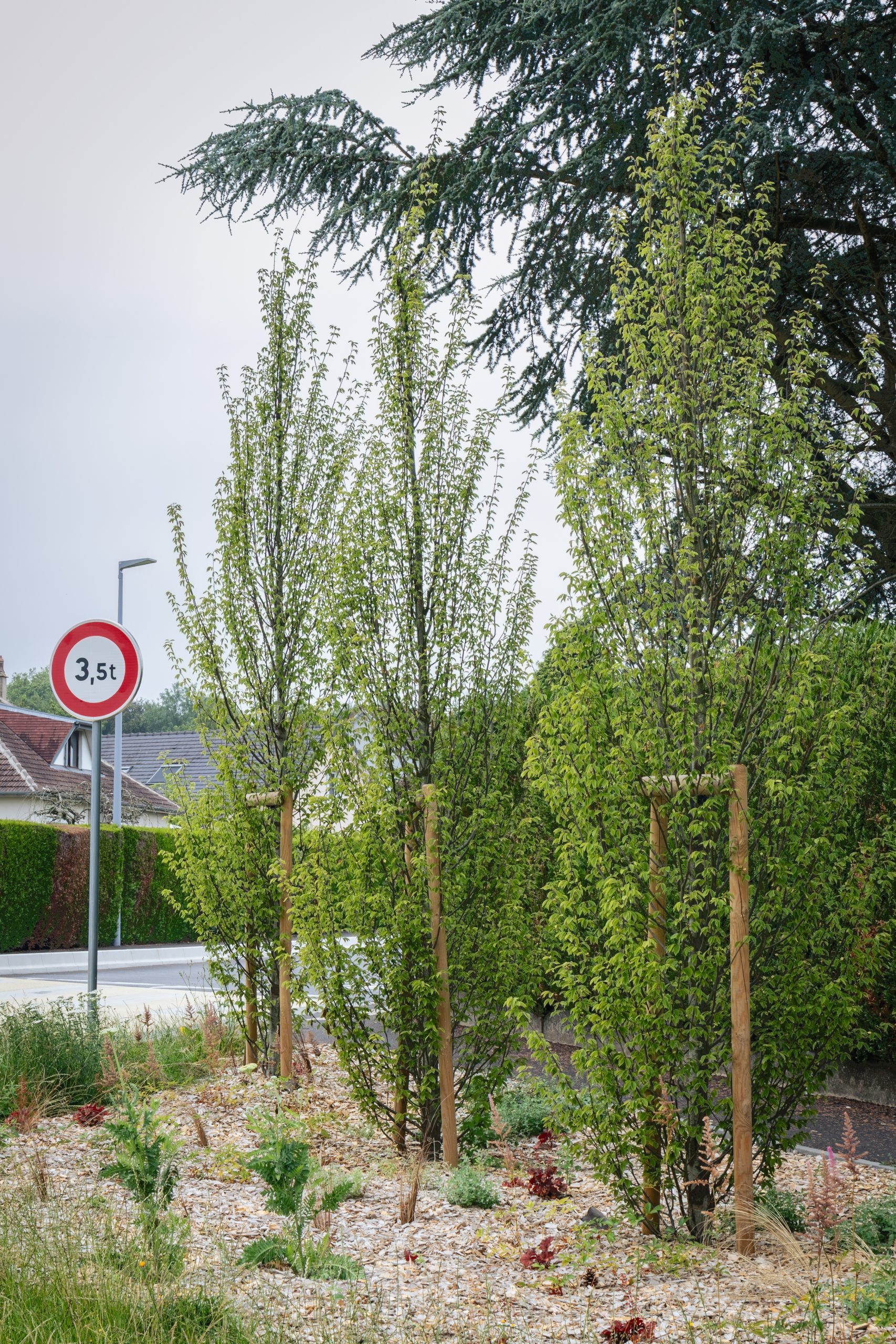 Franqueville-Saint-Pierre Requalification de la RD7 plantation